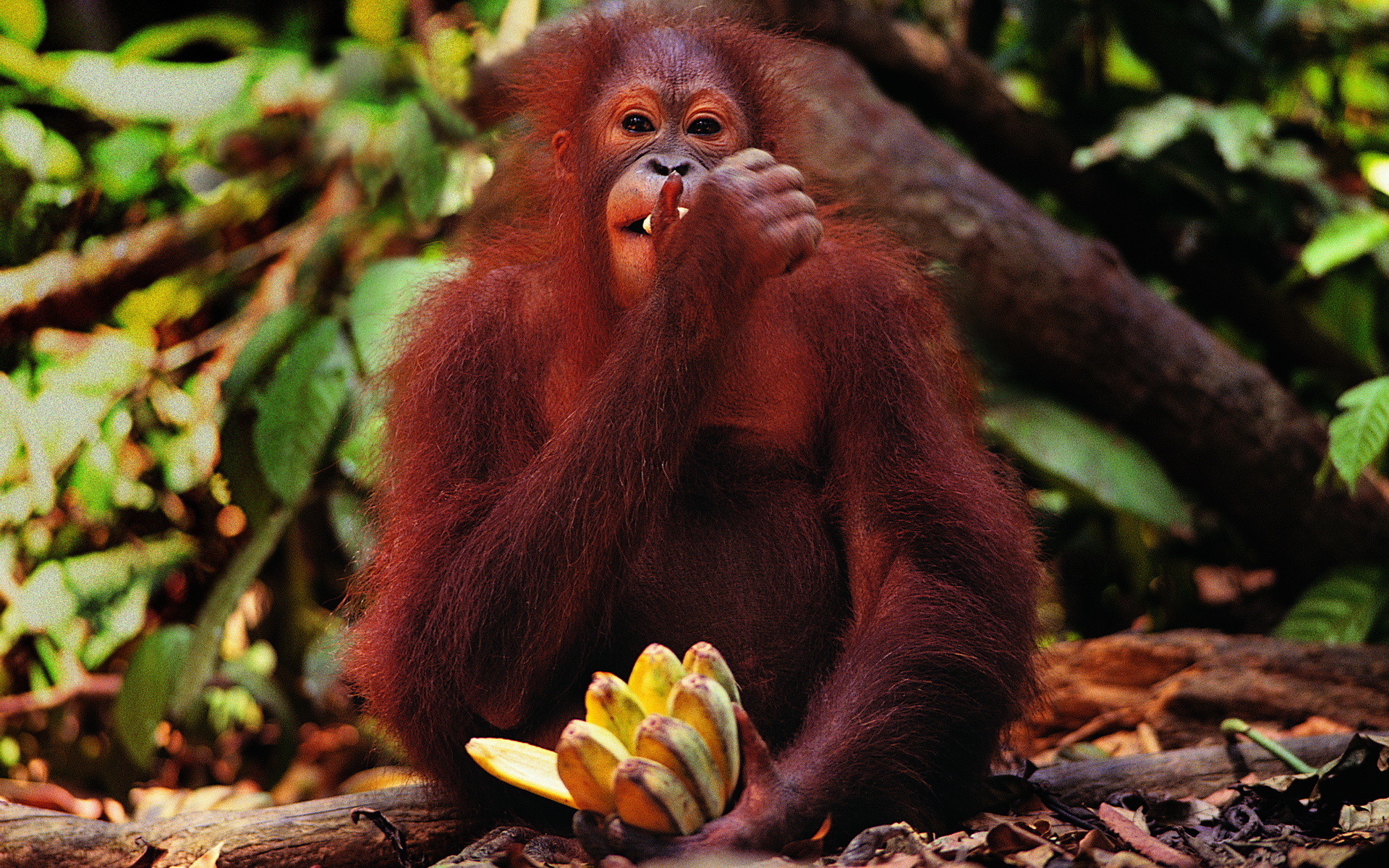 300732 télécharger le fond d'écran animaux, orang outan, singe, singes - économiseurs d'écran et images gratuitement