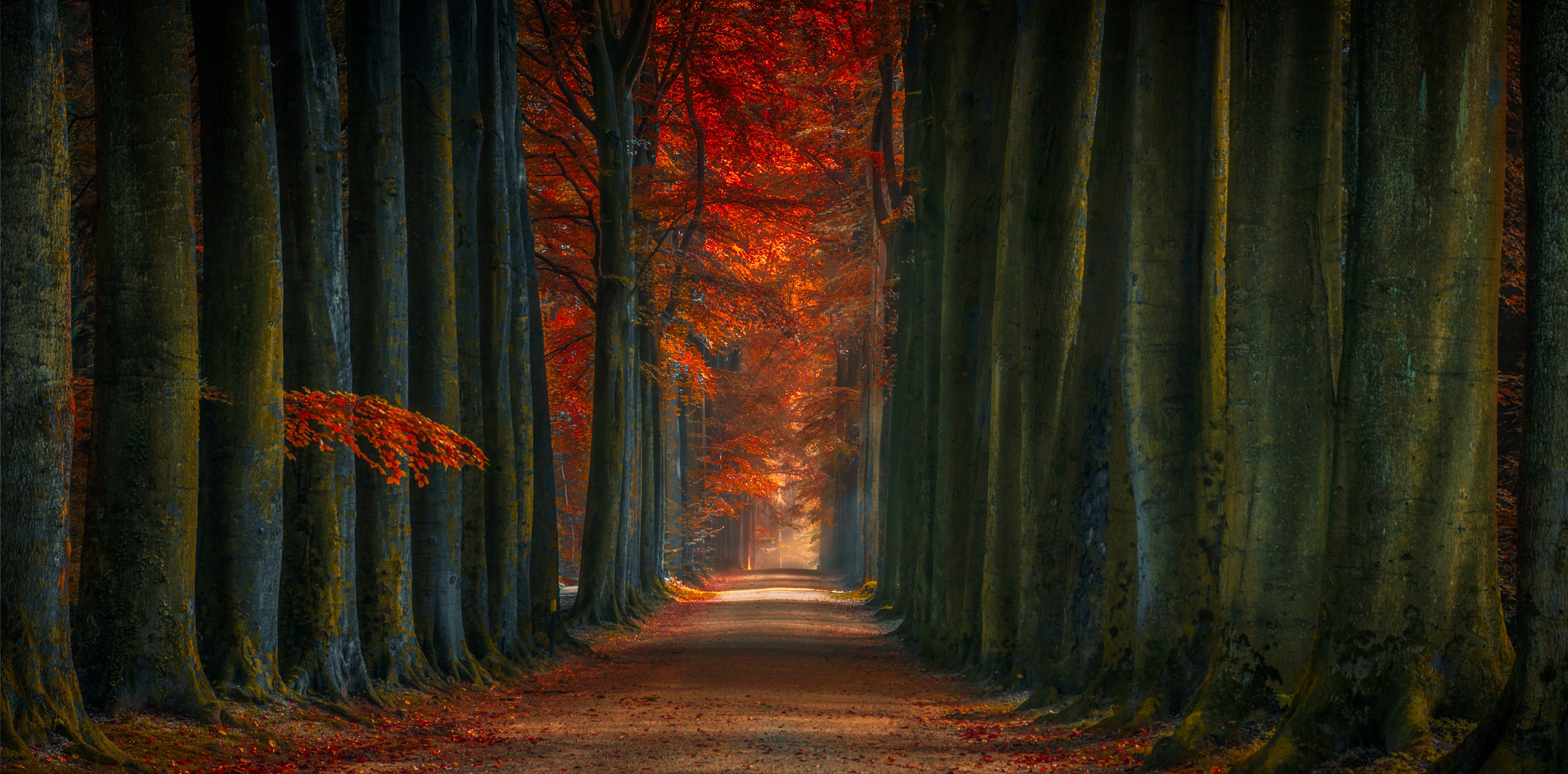 Download mobile wallpaper Nature, Road, Tree, Fall, Man Made, Tree Lined for free.