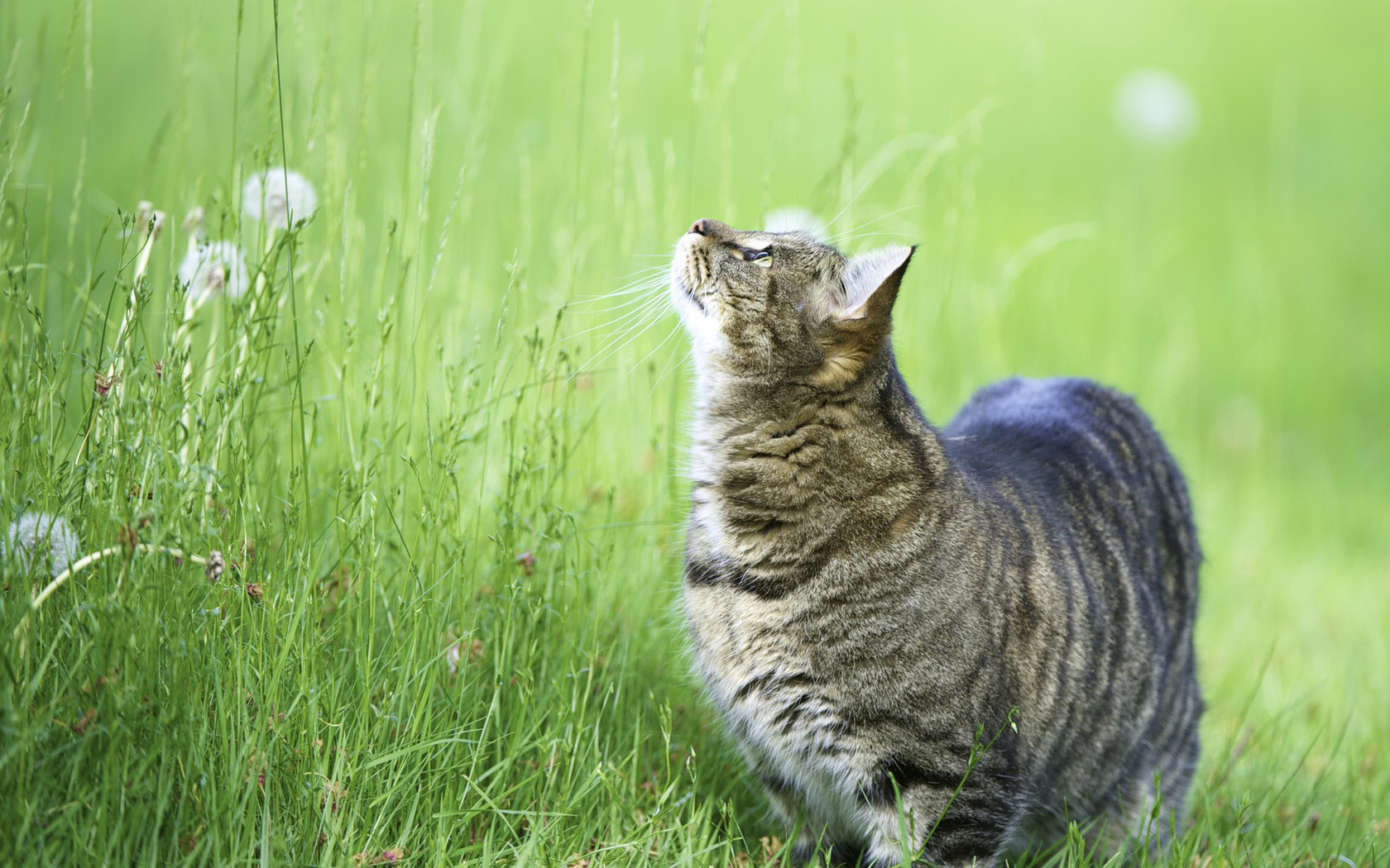 Baixe gratuitamente a imagem Animais, Gatos, Gato na área de trabalho do seu PC