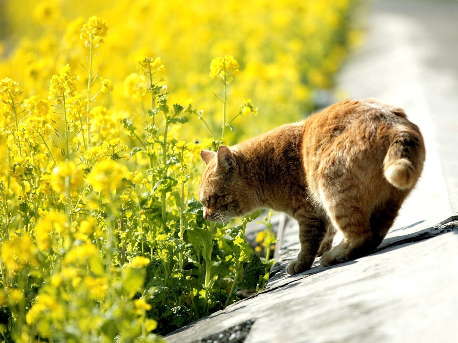 112009壁紙のダウンロード猫, 動物, 草, 夏, ネコ, においを嗅ぐには, 匂い-スクリーンセーバーと写真を無料で