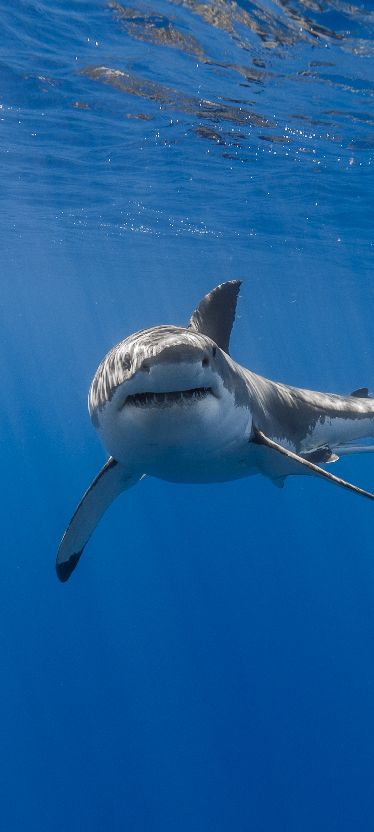 Free download wallpaper Sharks, Animal, Fish, Underwater, Shark, Sea Life on your PC desktop