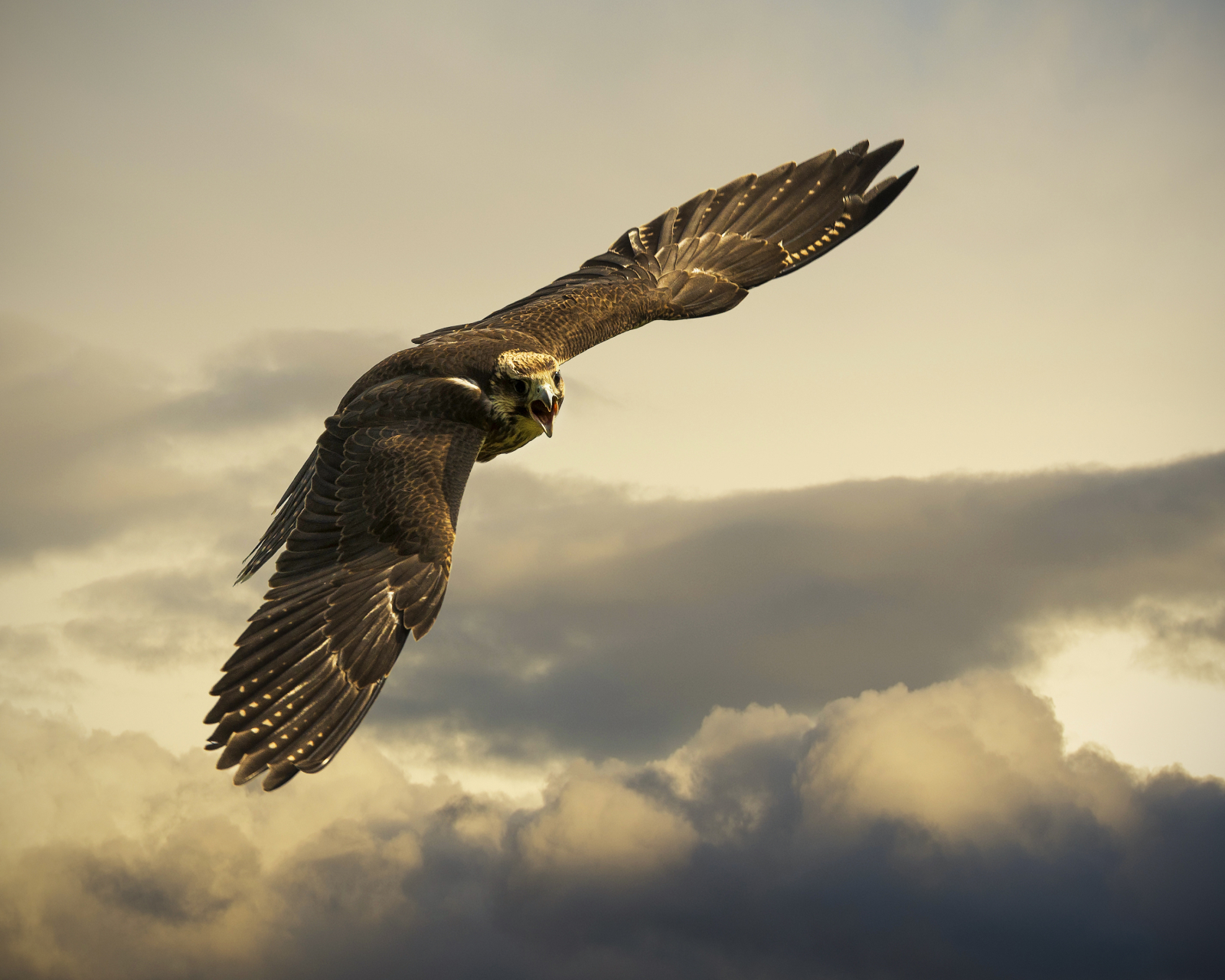 Download mobile wallpaper Birds, Bird, Animal, Eagle, Golden Eagle for free.