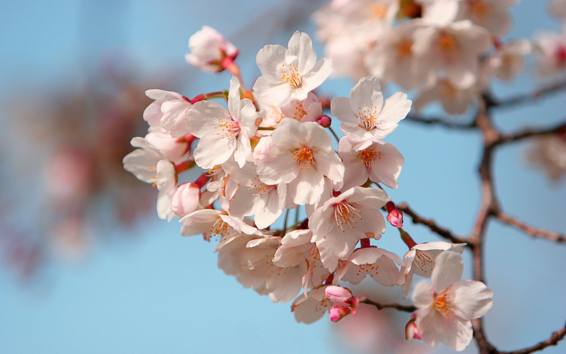 Завантажити шпалери безкоштовно Квіти, Небо, Гілка, Настрій, Цвітіння, Весна картинка на робочий стіл ПК