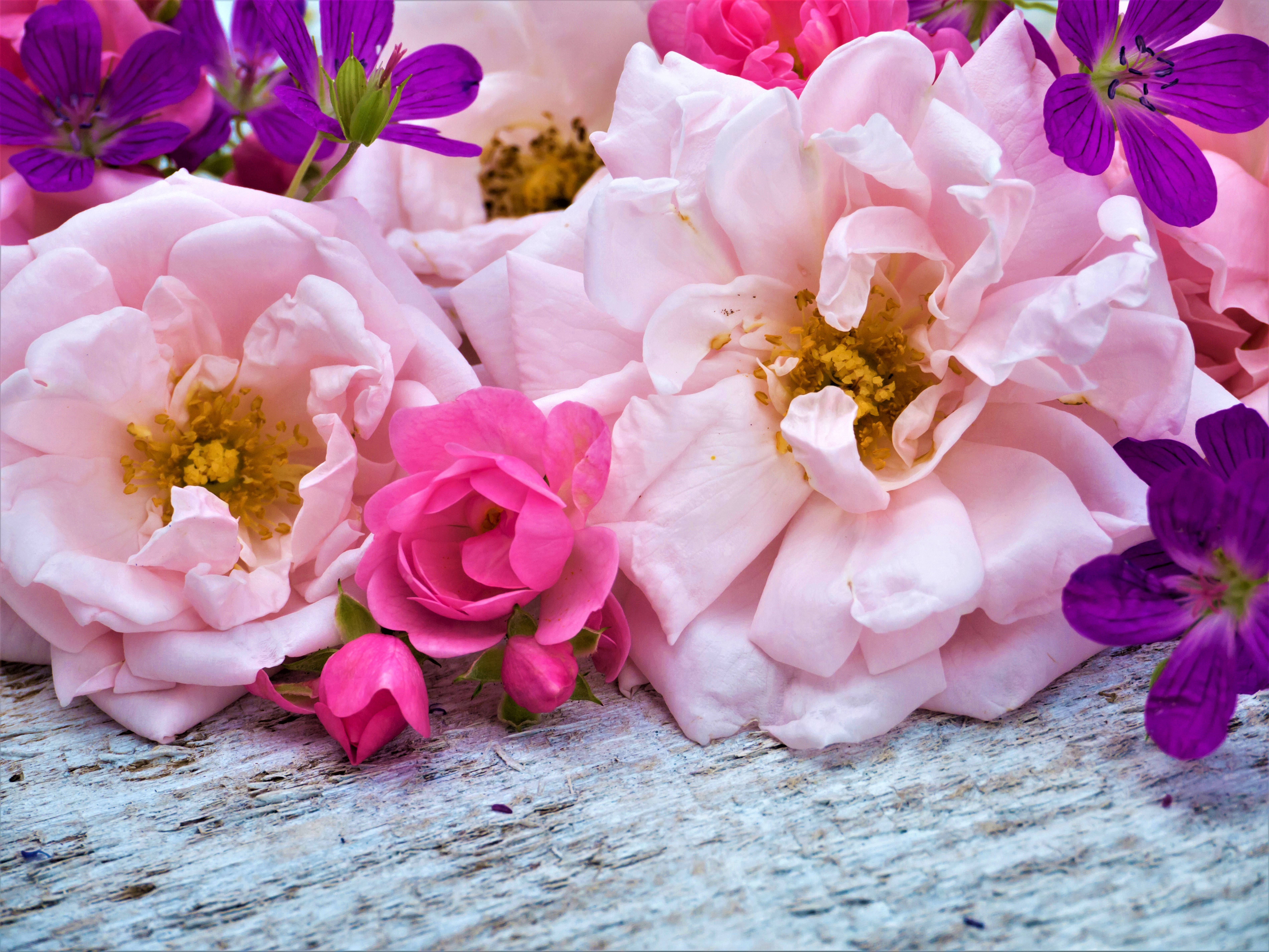 無料モバイル壁紙フラワーズ, 花, 薔薇, 地球, カラフル, デイジー, 牡丹, ピンクの花, 紫色の花をダウンロードします。