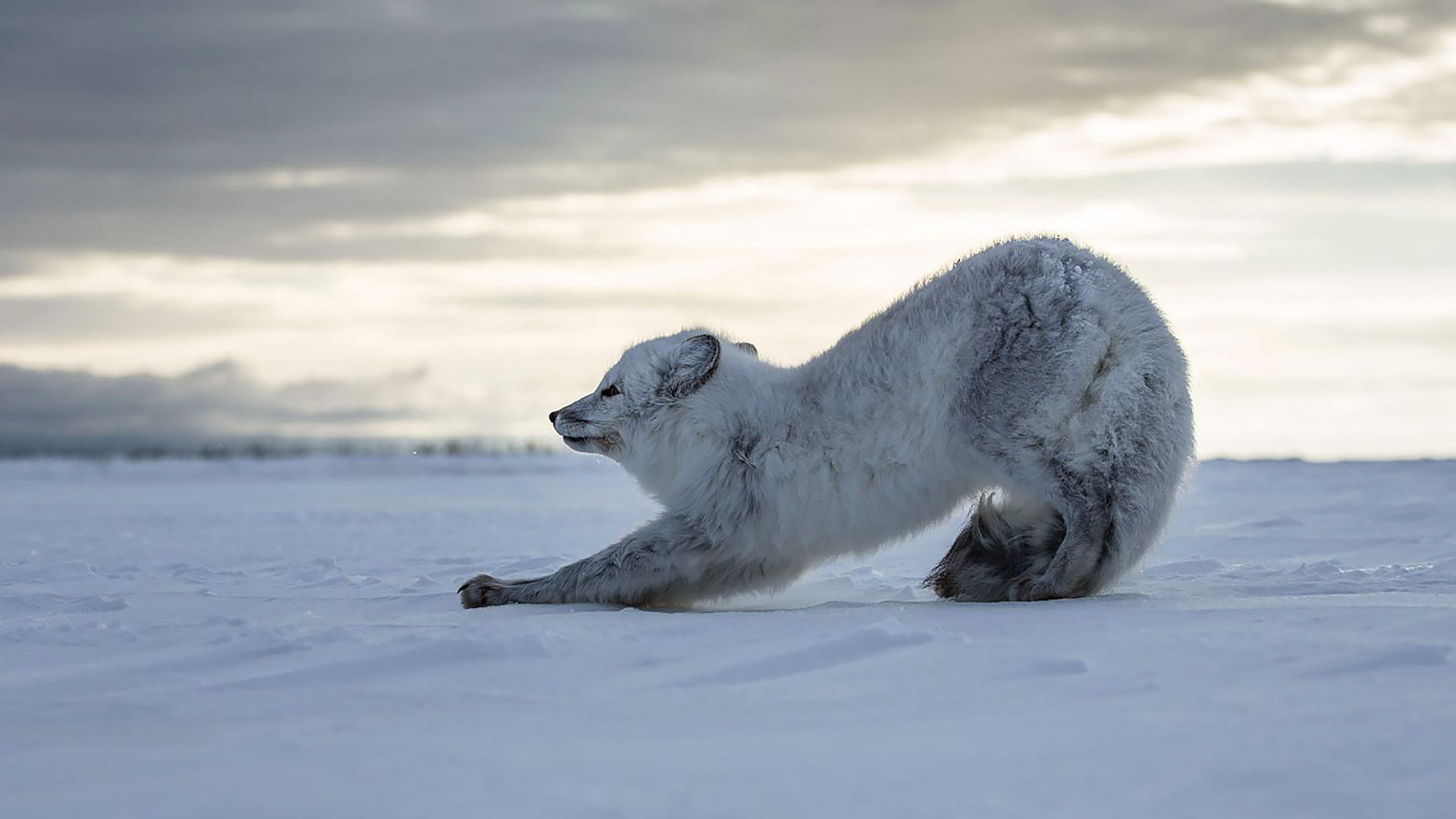tv show, life story, arctic fox