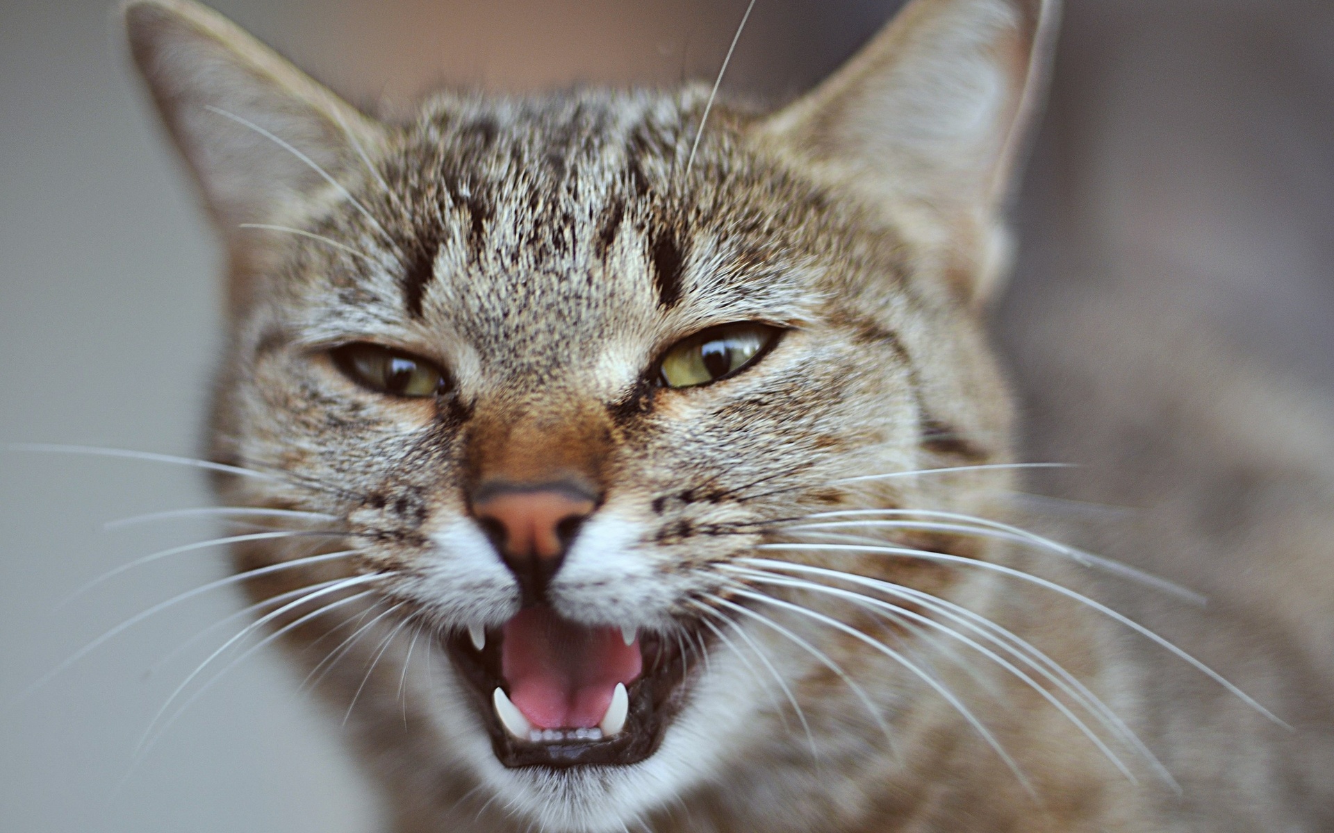 Handy-Wallpaper Tiere, Katzen, Katze kostenlos herunterladen.