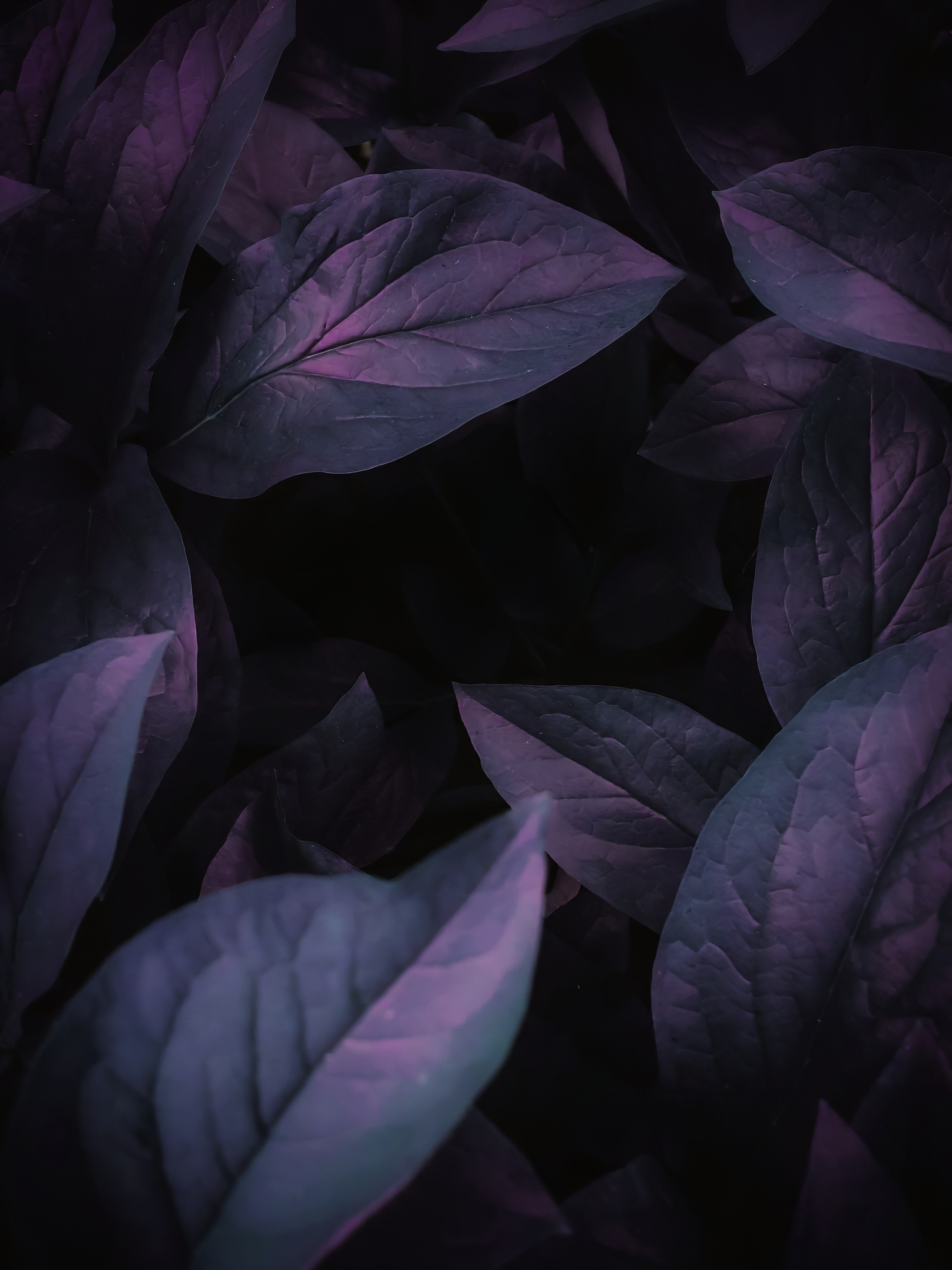 Free download wallpaper Macro, Leaves, Dark, Veins on your PC desktop