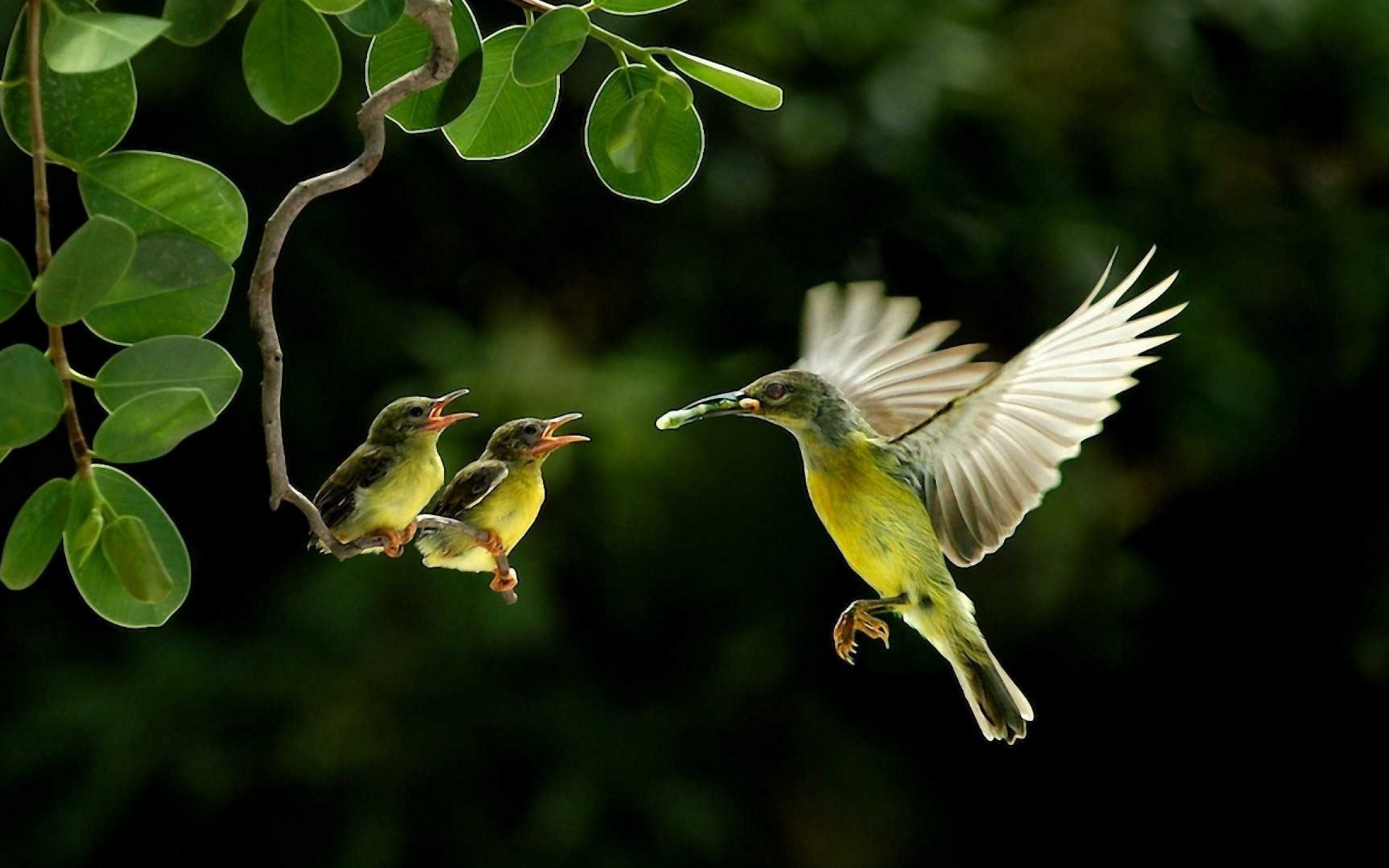 Laden Sie das Tiere, Vogel-Bild kostenlos auf Ihren PC-Desktop herunter