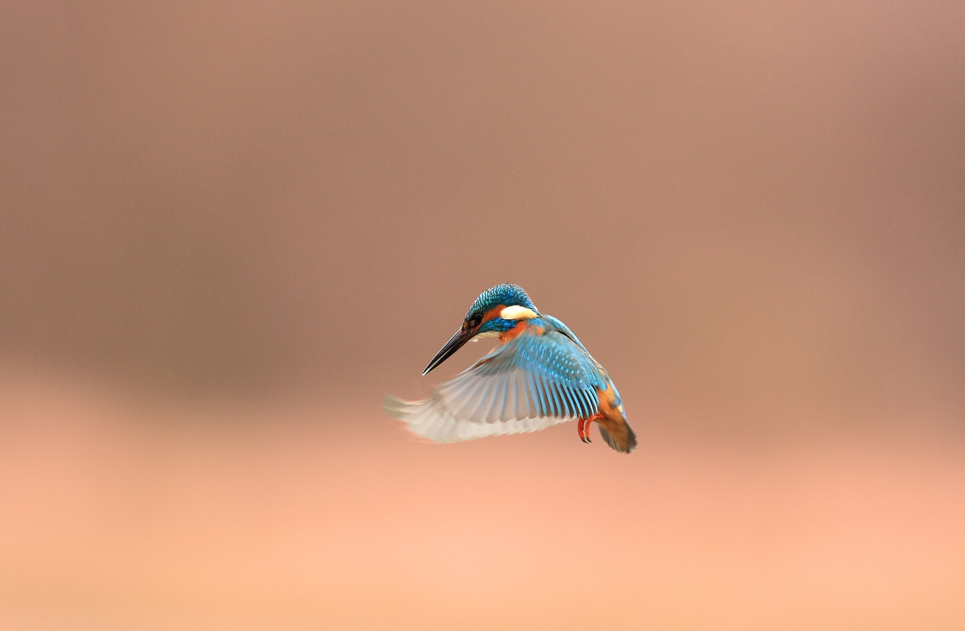 Descarga gratuita de fondo de pantalla para móvil de Animales, Pájaro, Martín Pescador.