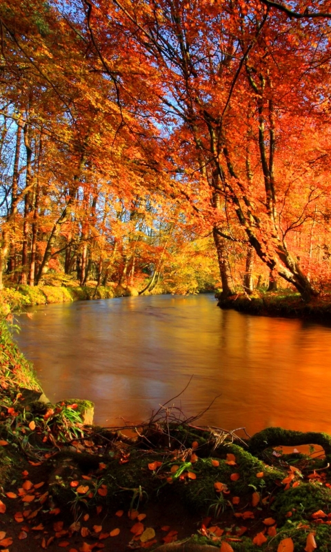 Handy-Wallpaper Herbst, Wald, Fluss, Erde/natur kostenlos herunterladen.