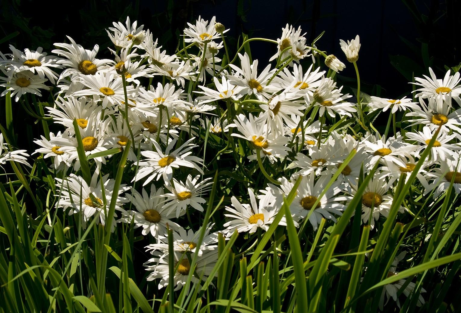 Free download wallpaper Flowers, Grass, Shine, Light, Greens, Camomile on your PC desktop