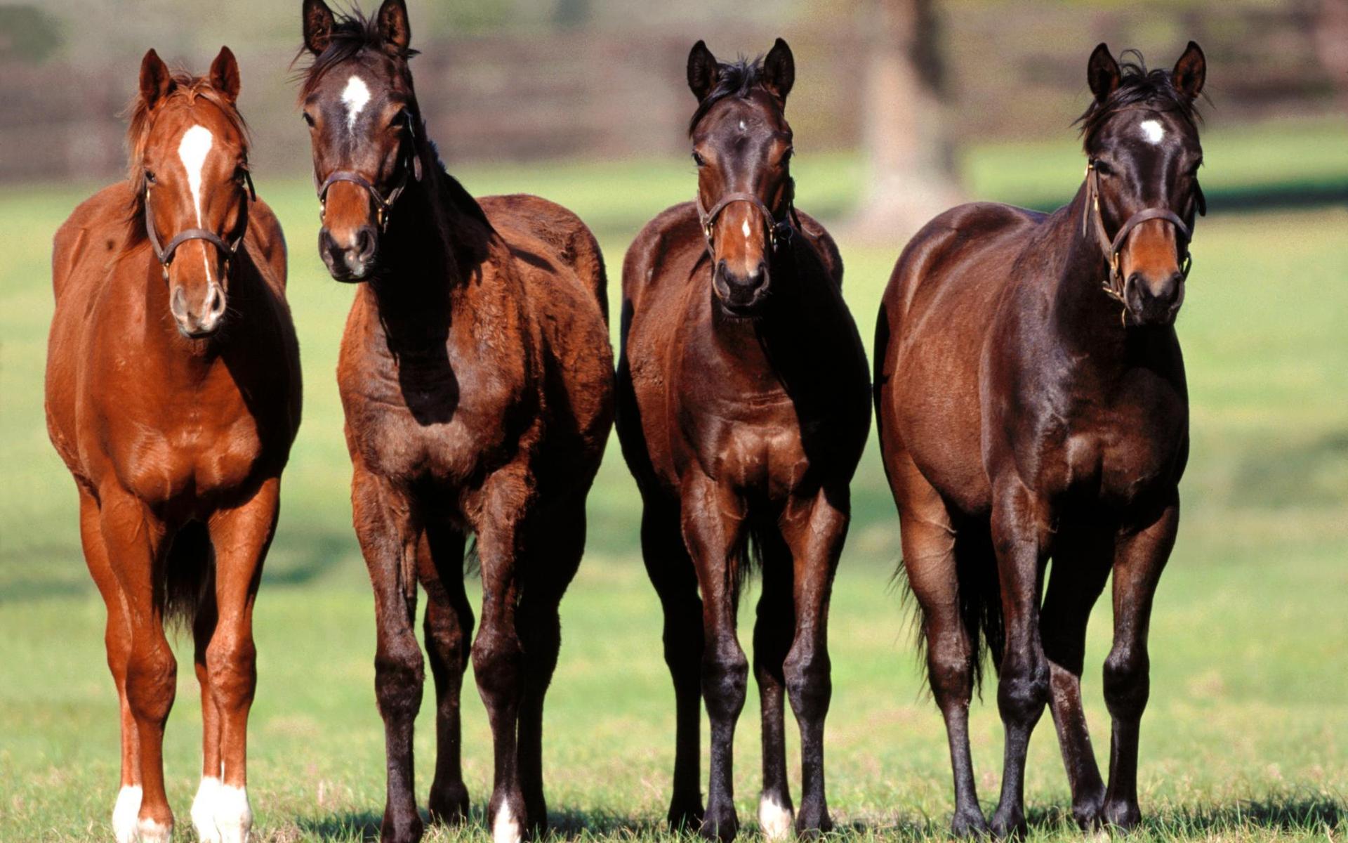 Téléchargez des papiers peints mobile Animaux, Cheval gratuitement.