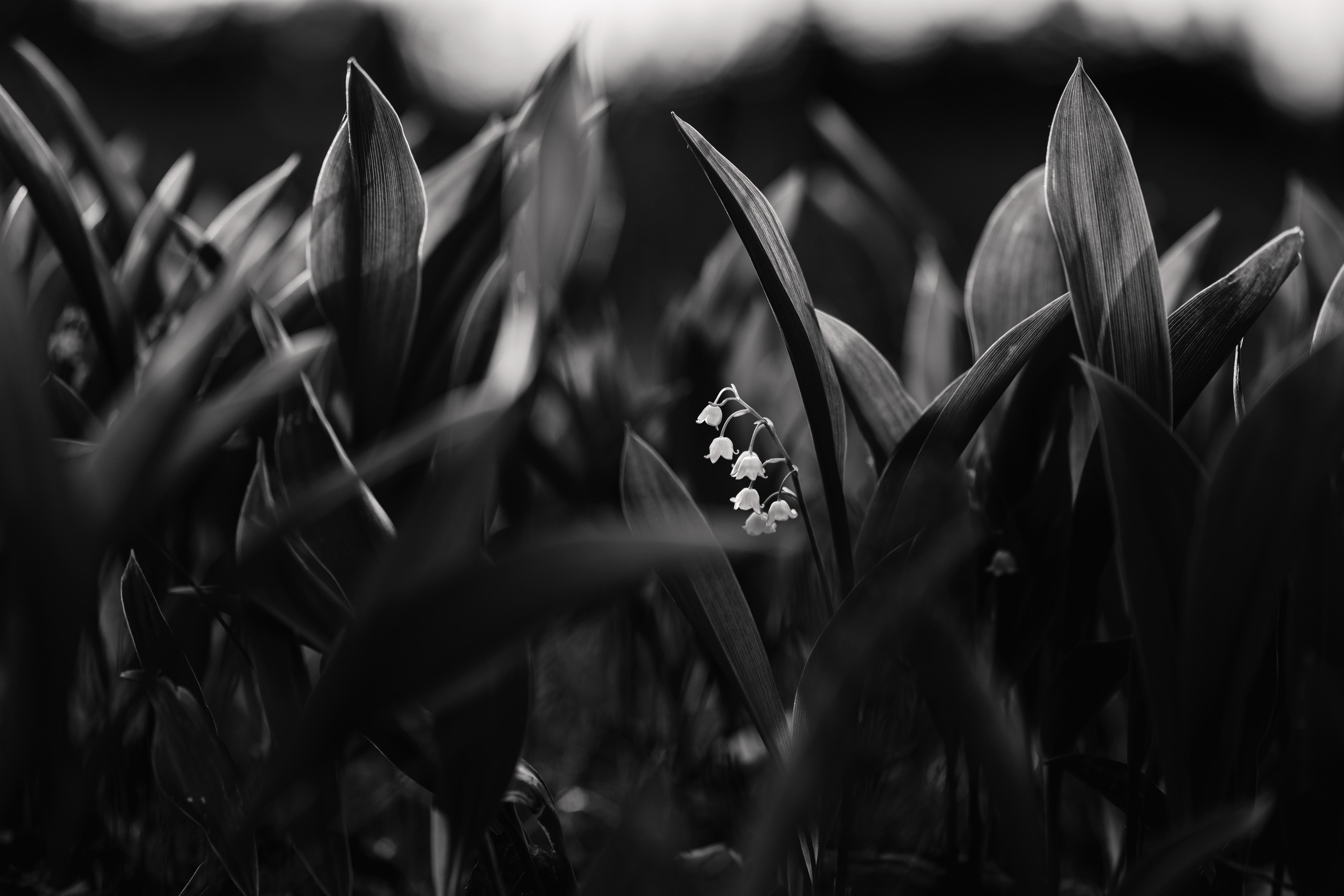 lily of the valley, plant, flowers, bloom, flowering, bw, chb