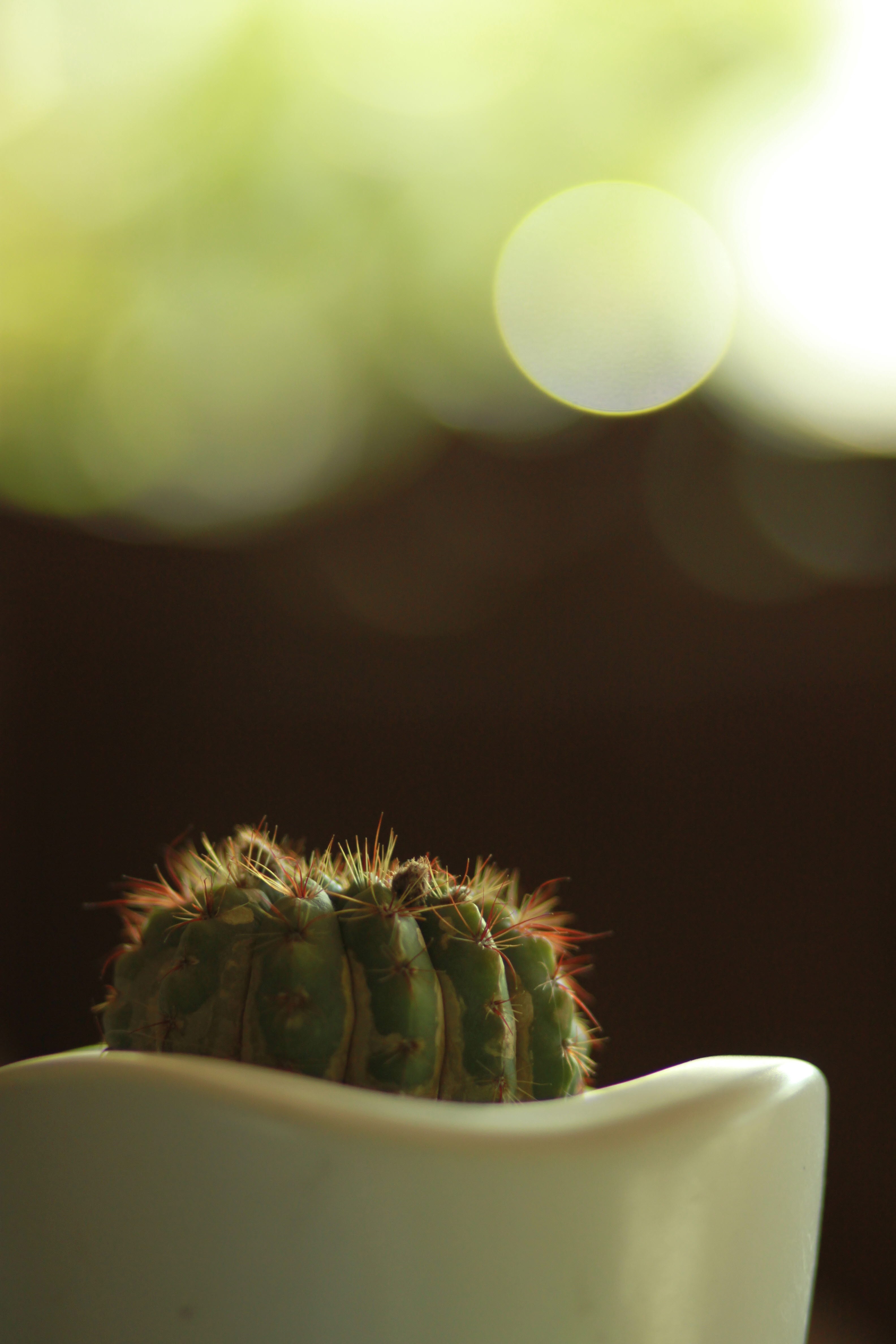 cactus, flowers, close up, barbed, spiny, bokeh, boquet, pot