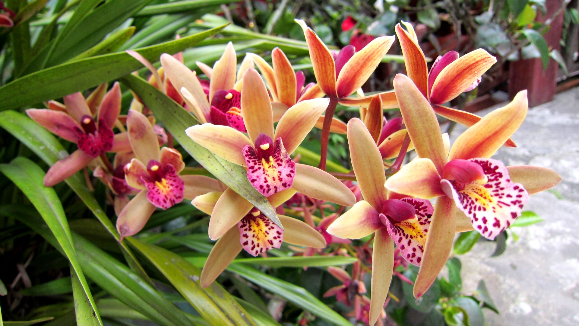 Descarga gratis la imagen Flores, Flor, Orquídea, Tierra/naturaleza en el escritorio de tu PC