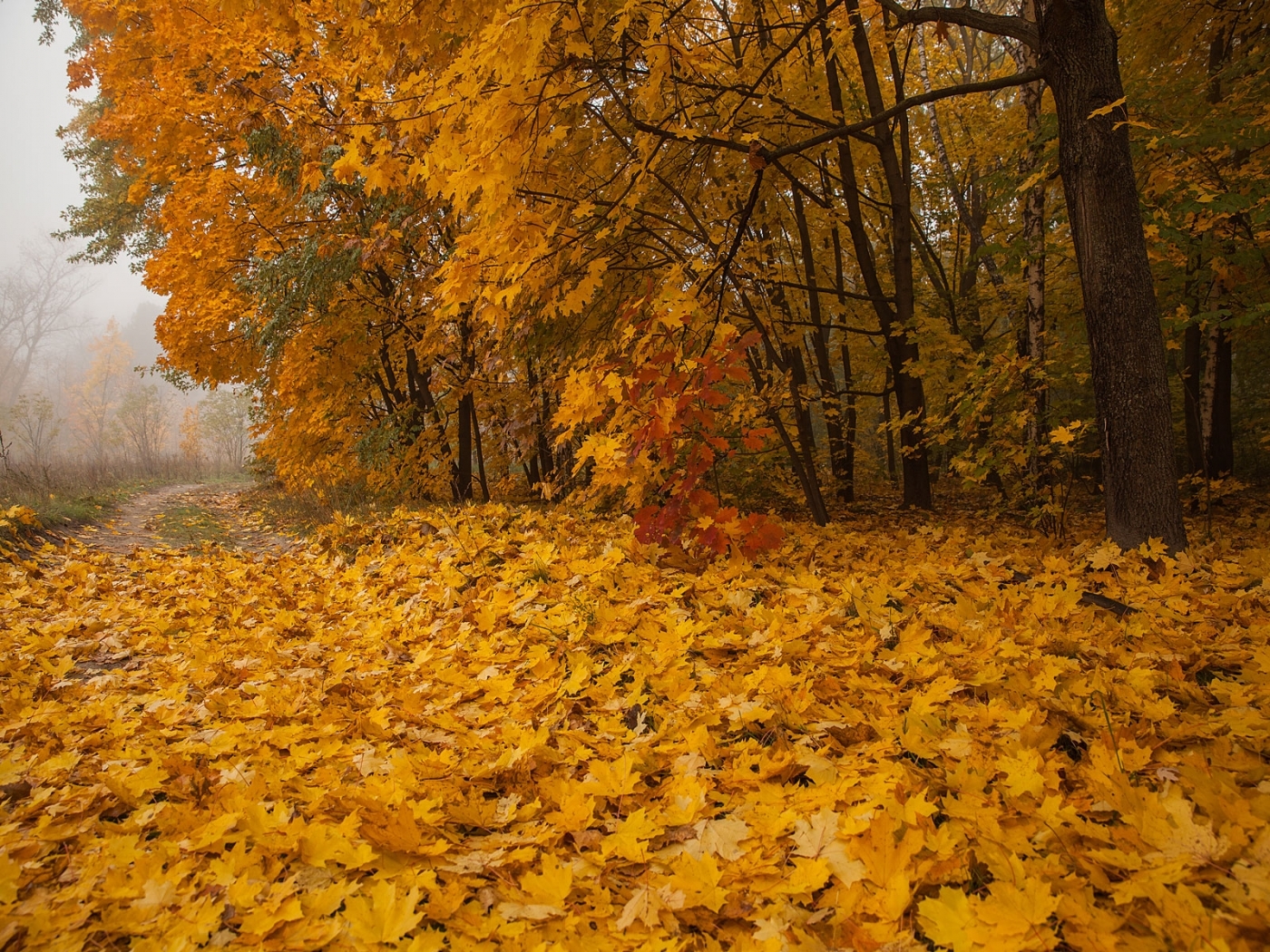 PCデスクトップに秋, 葉, オレンジ, 風景画像を無料でダウンロード