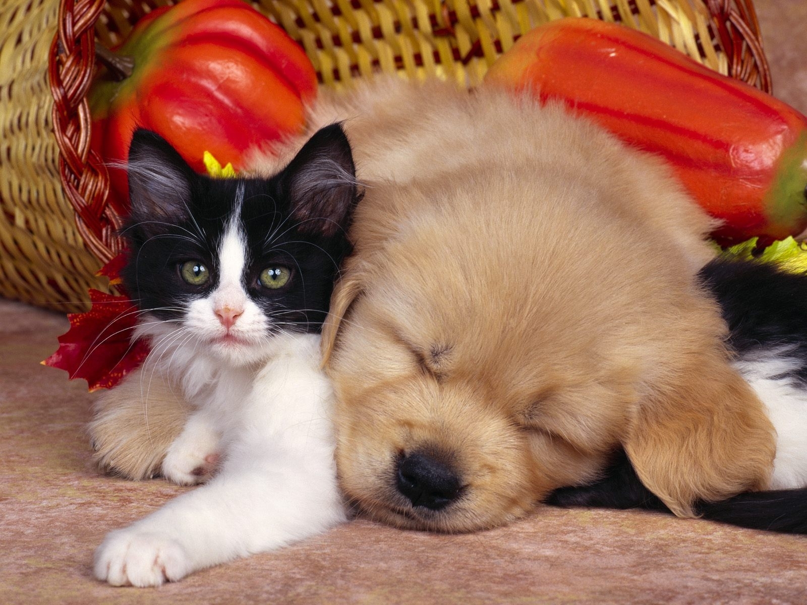 Free download wallpaper Animals, Dogs, Cats on your PC desktop