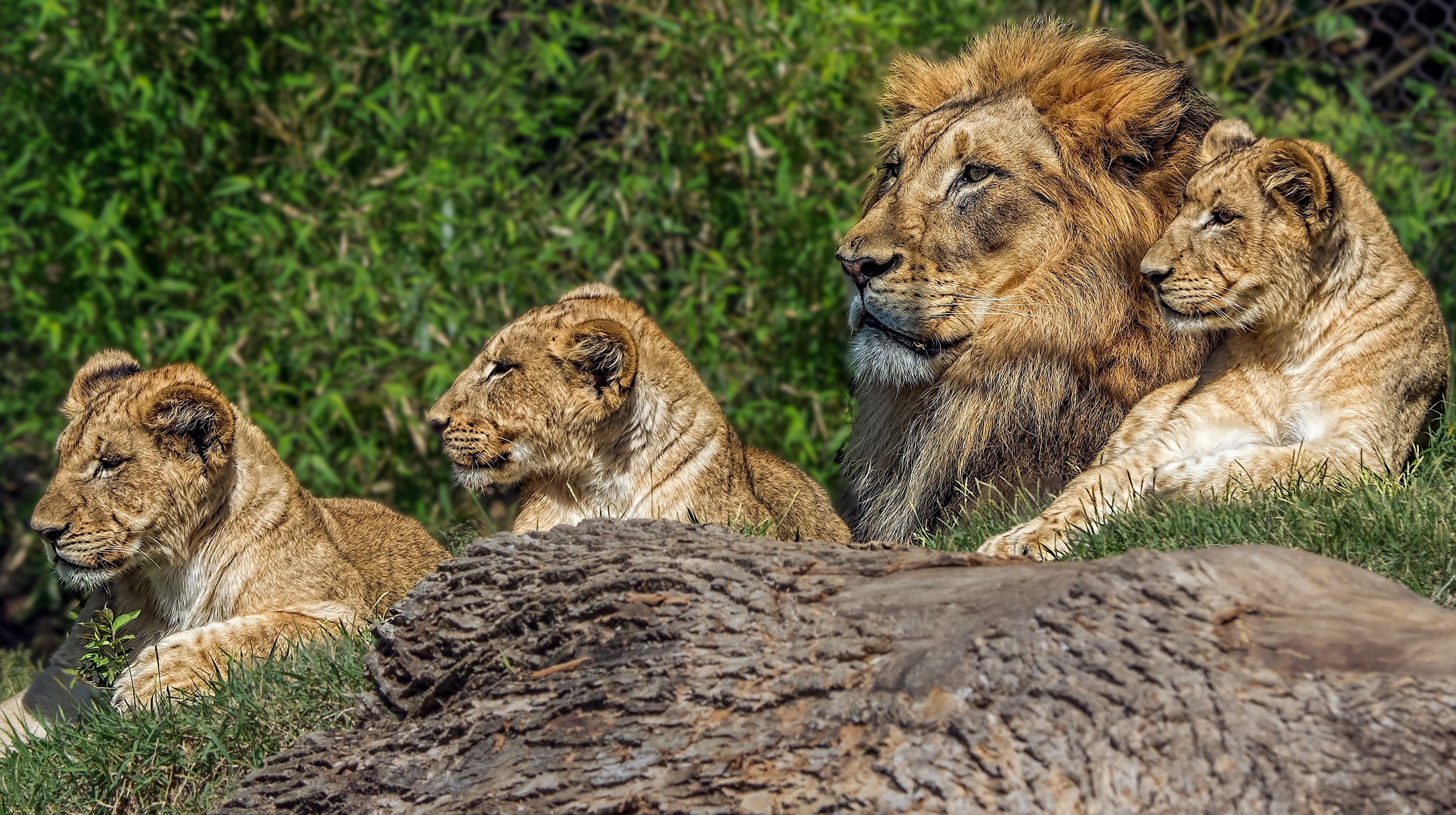 Téléchargez des papiers peints mobile Animaux, Chats, Lion gratuitement.