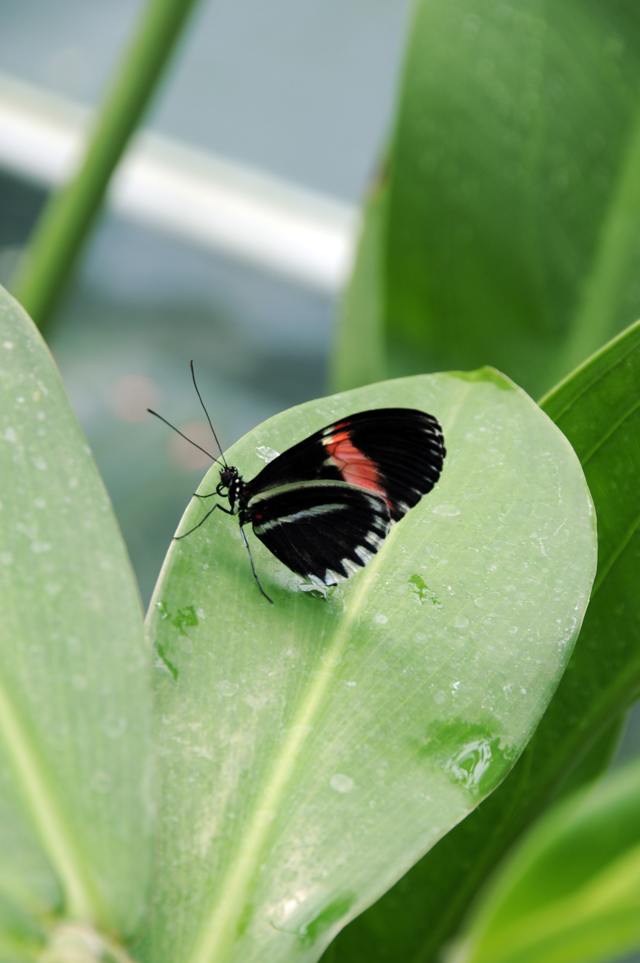 Laden Sie das Pflanze, Makro, Insekt, Flugblatt, Leaflet, Das Schwarze, Schmetterling-Bild kostenlos auf Ihren PC-Desktop herunter