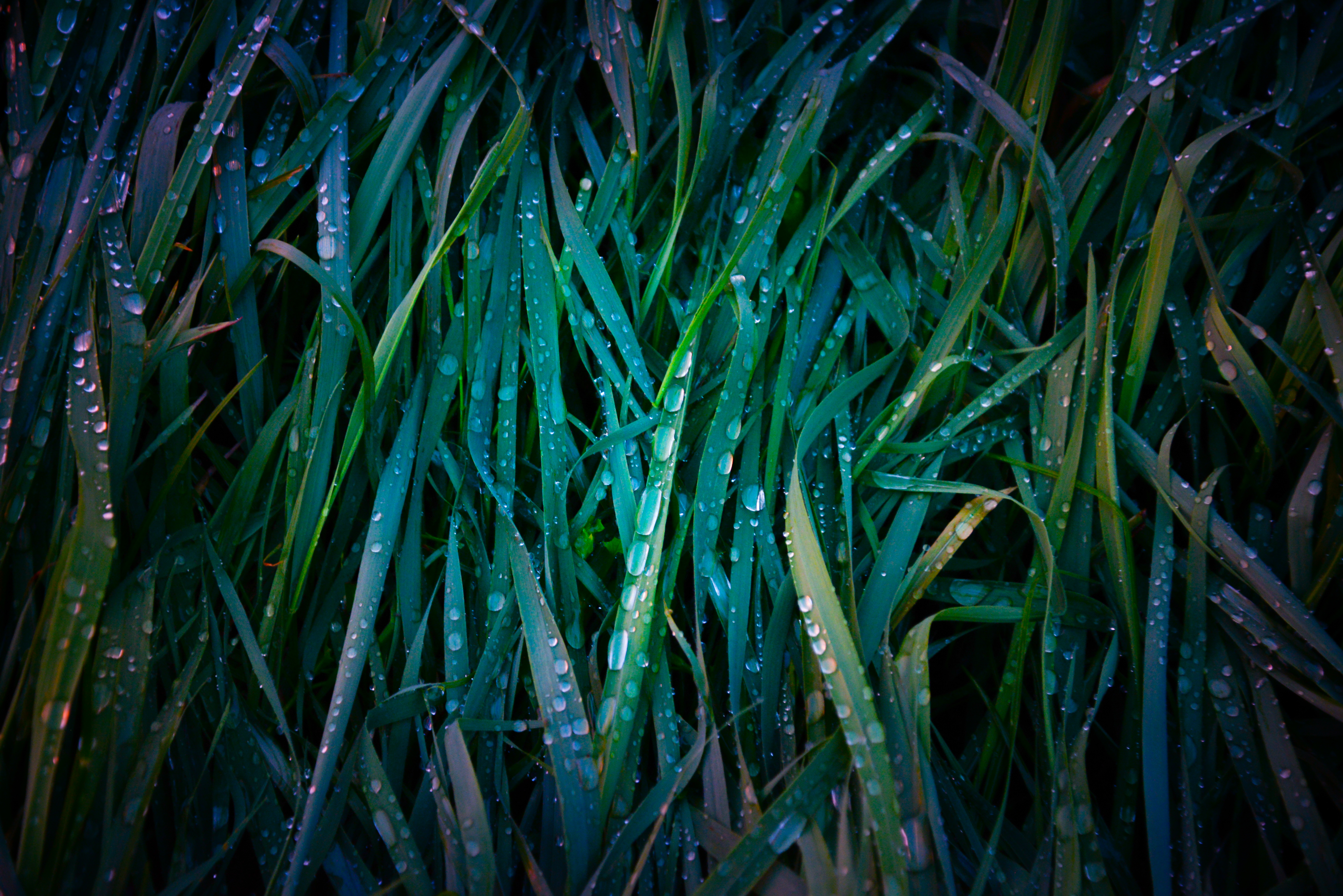 Download mobile wallpaper Macro, Grass, Dew, Drops for free.