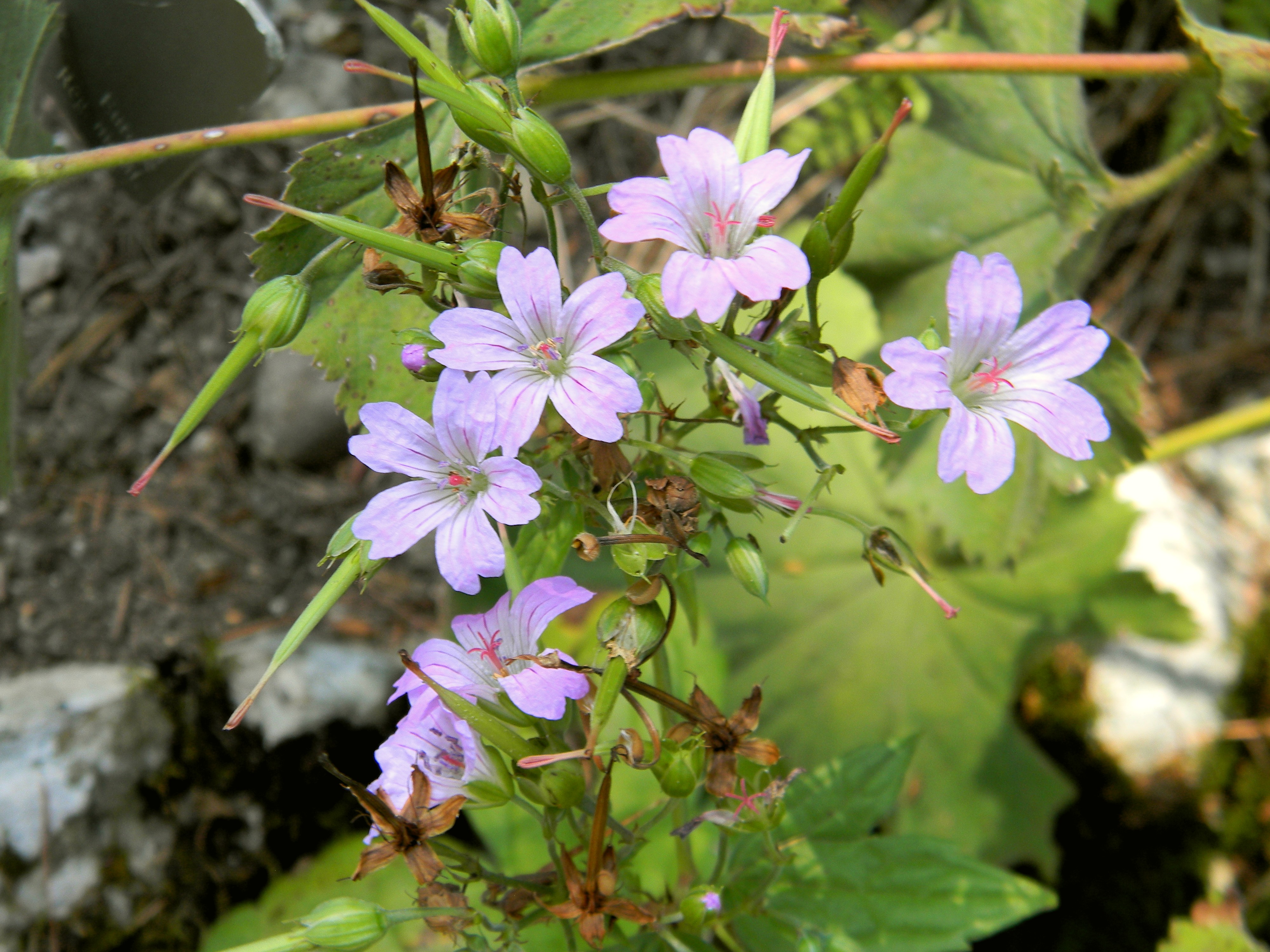 Descarga gratis la imagen Flores, Flor, Tierra/naturaleza en el escritorio de tu PC