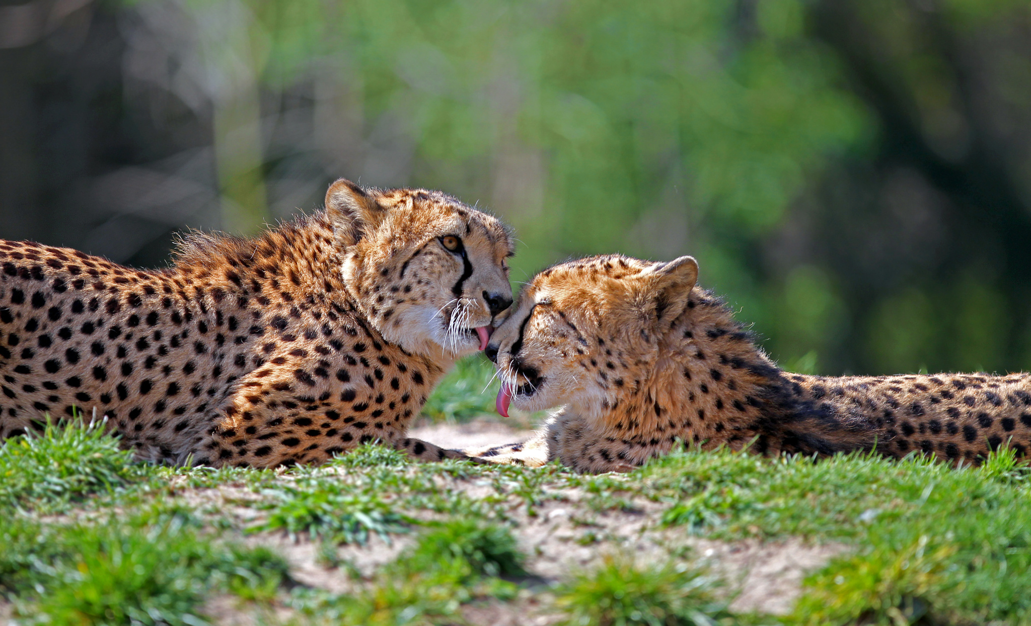 Handy-Wallpaper Gepard, Katzen, Tiere kostenlos herunterladen.