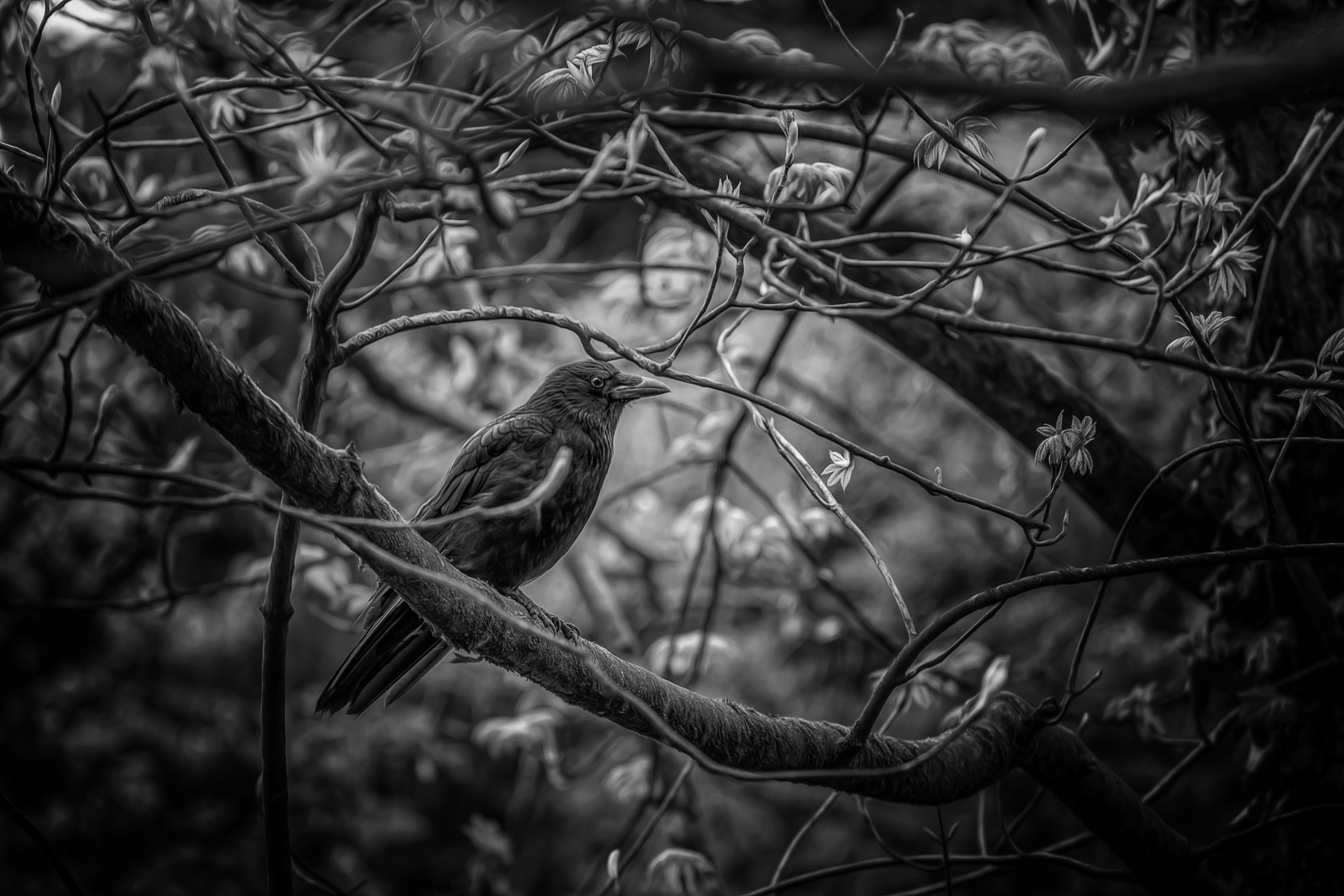 Laden Sie das Vogel, Vögel, Tiere-Bild kostenlos auf Ihren PC-Desktop herunter