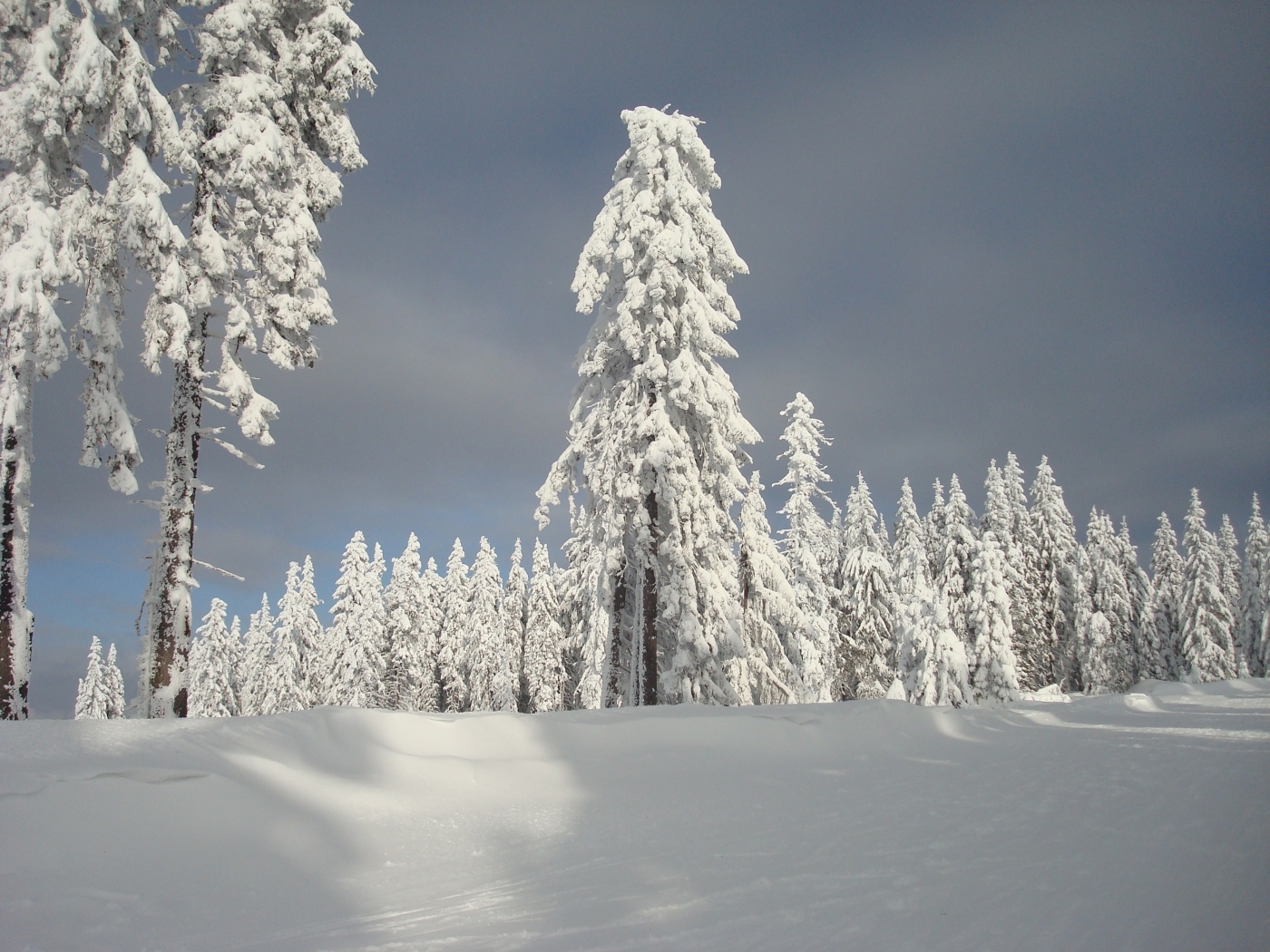 Скачать картинку Снег, Пейзаж, Деревья в телефон бесплатно.