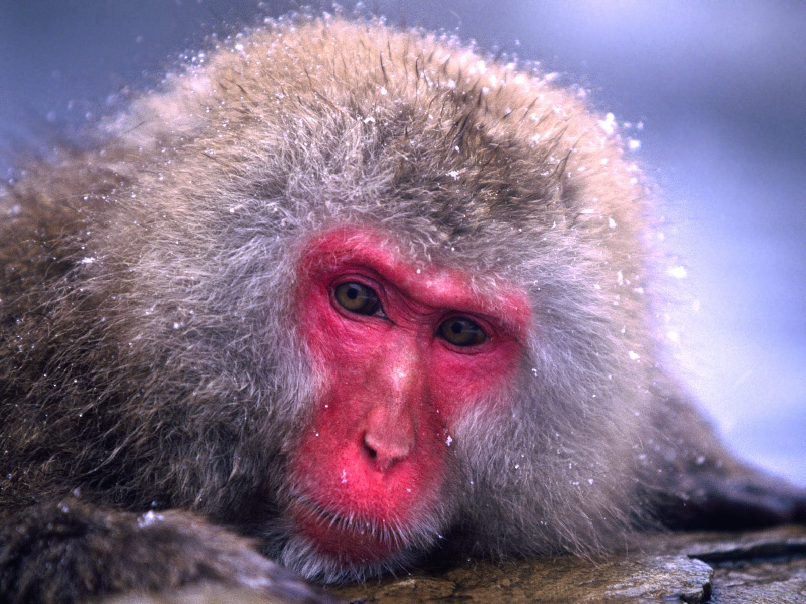Download mobile wallpaper Japanese Macaque, Monkeys, Animal for free.
