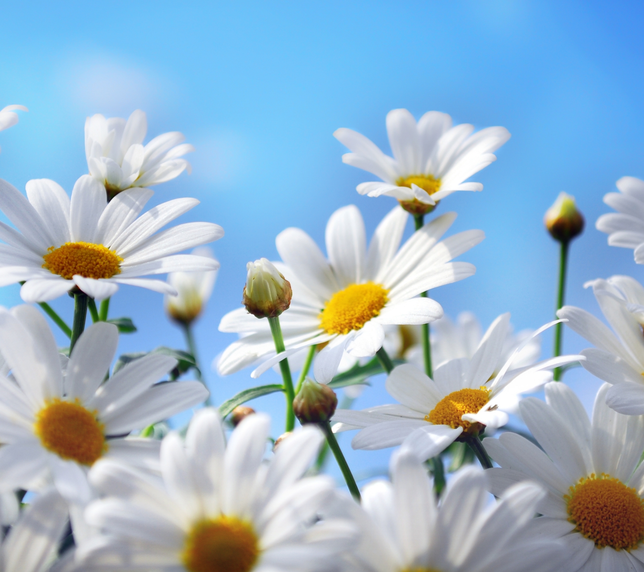 Free download wallpaper Flowers, Earth, Daisy on your PC desktop