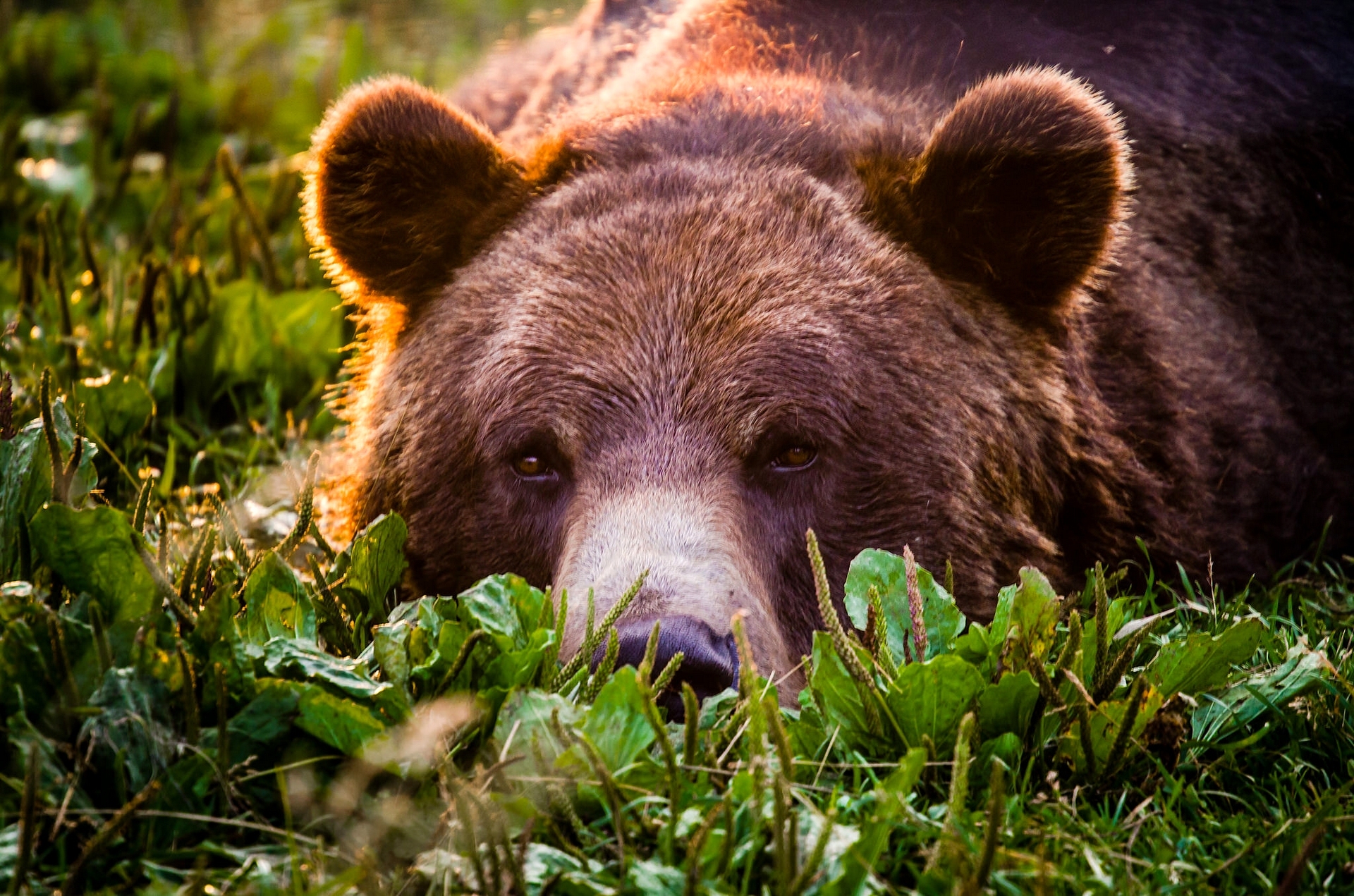 376624 скачать обои бурый медведь, животные, медведь, трава, лежа, солнечно, медведи - заставки и картинки бесплатно