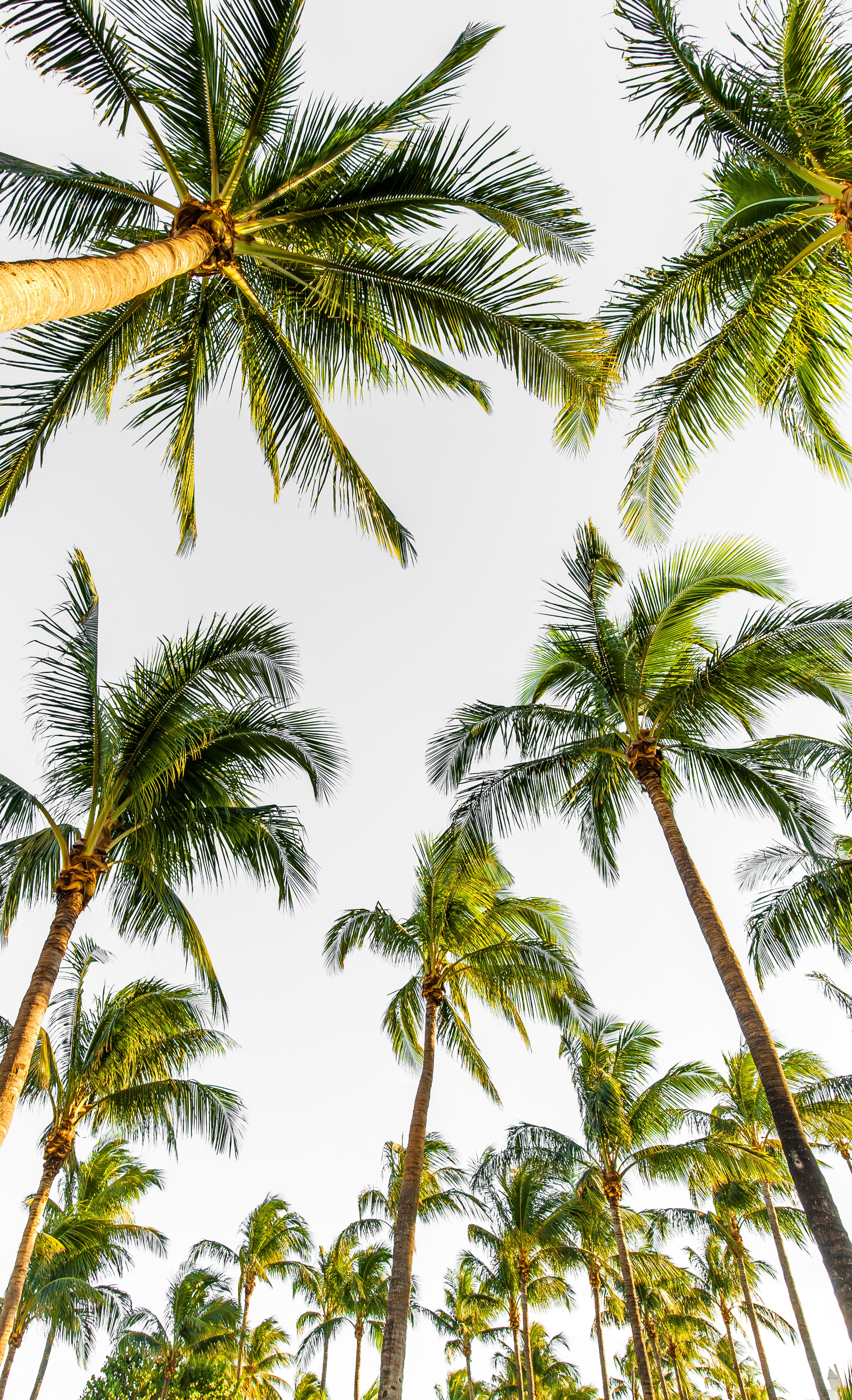 113350 Hintergrundbild herunterladen natur, bäume, sky, palms, nach oben, oberteile, tropisch, tropischen - Bildschirmschoner und Bilder kostenlos