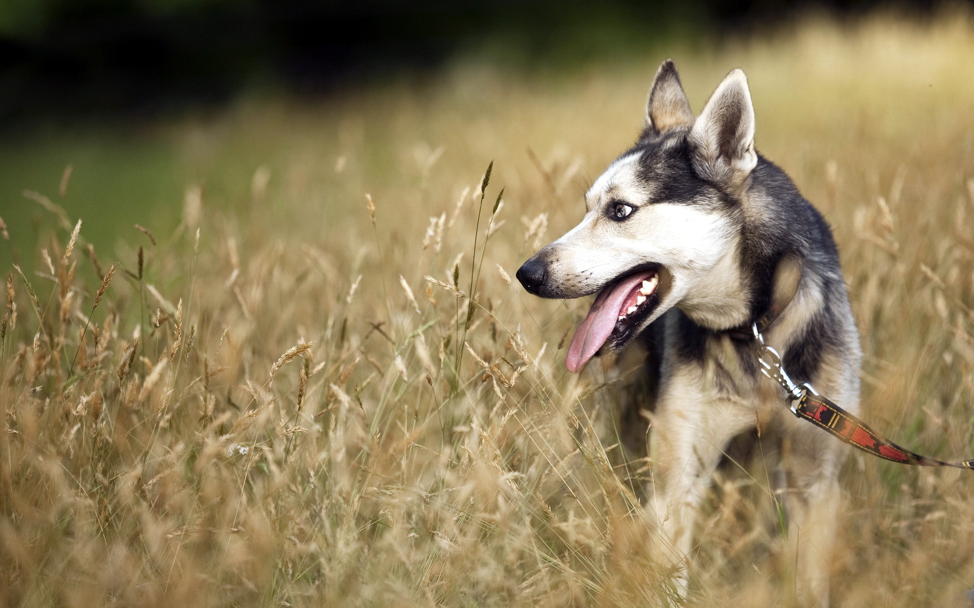 Laden Sie das Tiere, Hunde, Schäferhund-Bild kostenlos auf Ihren PC-Desktop herunter