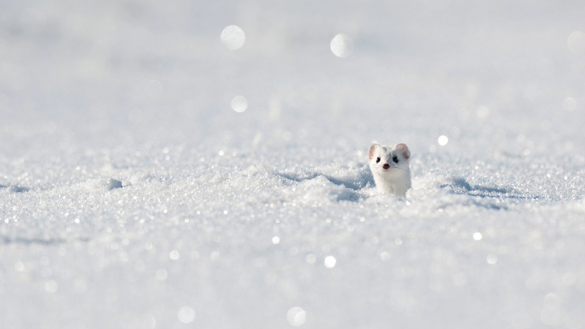 snow, animal, stoat, white, winter