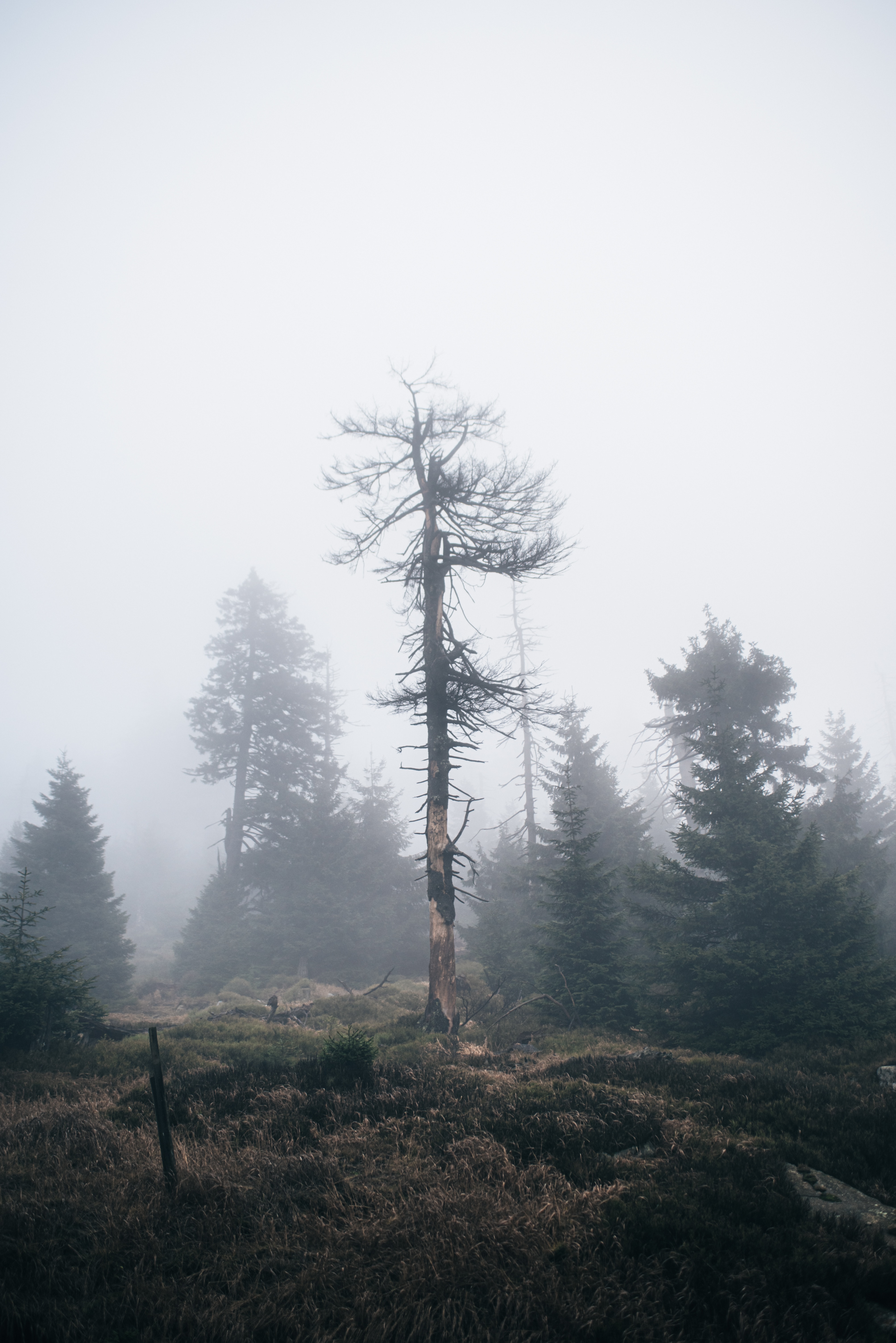 Скачать картинку Сухой, Туман, Природа, Дерево в телефон бесплатно.