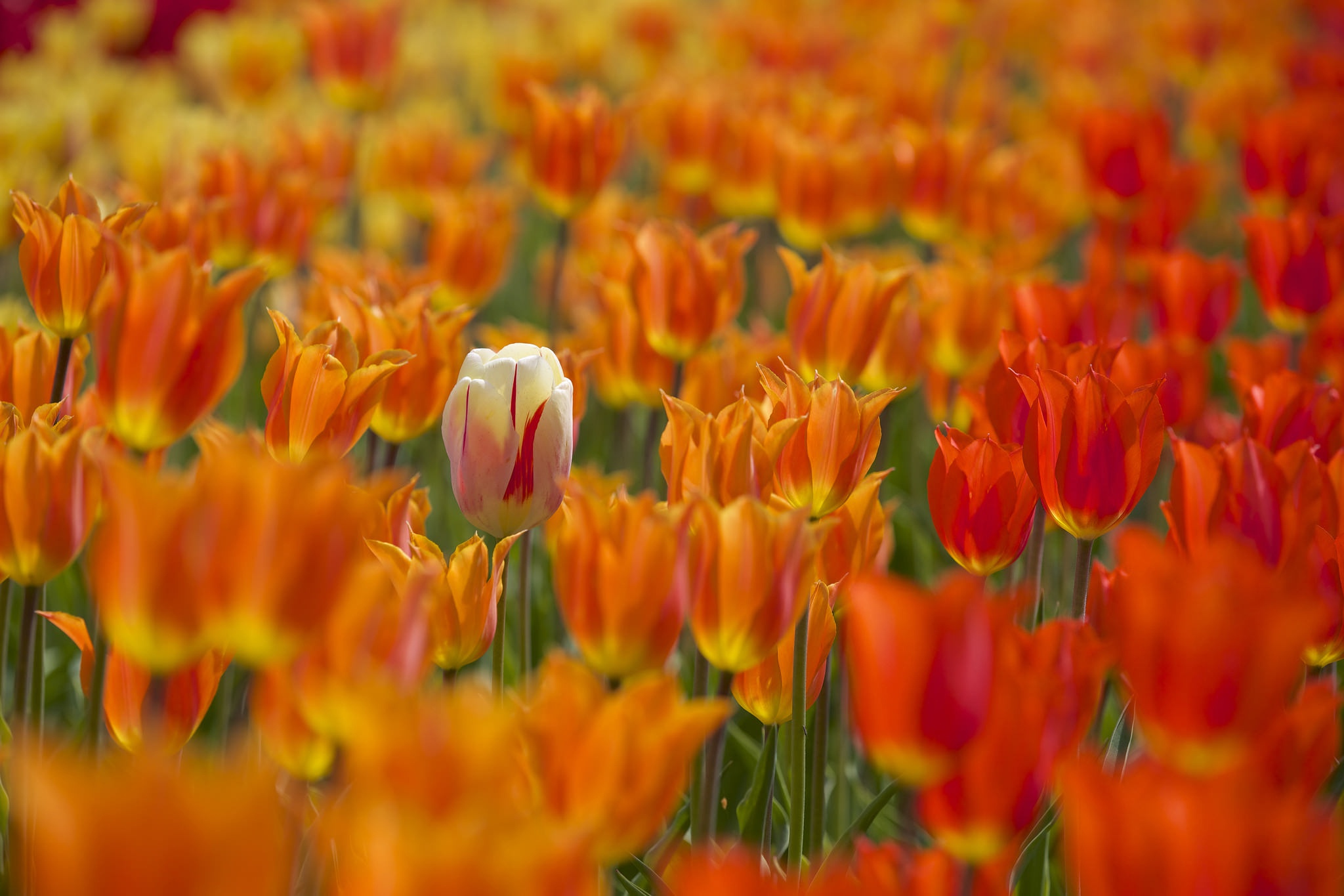 Download mobile wallpaper Nature, Flowers, Summer, Flower, Earth, Tulip, Orange Flower for free.