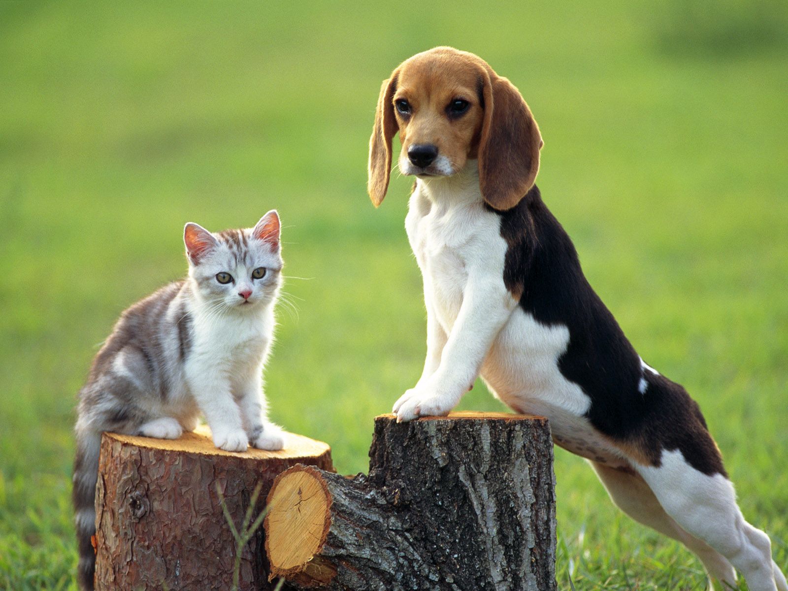 beagle, animal, cute, kitten, stump