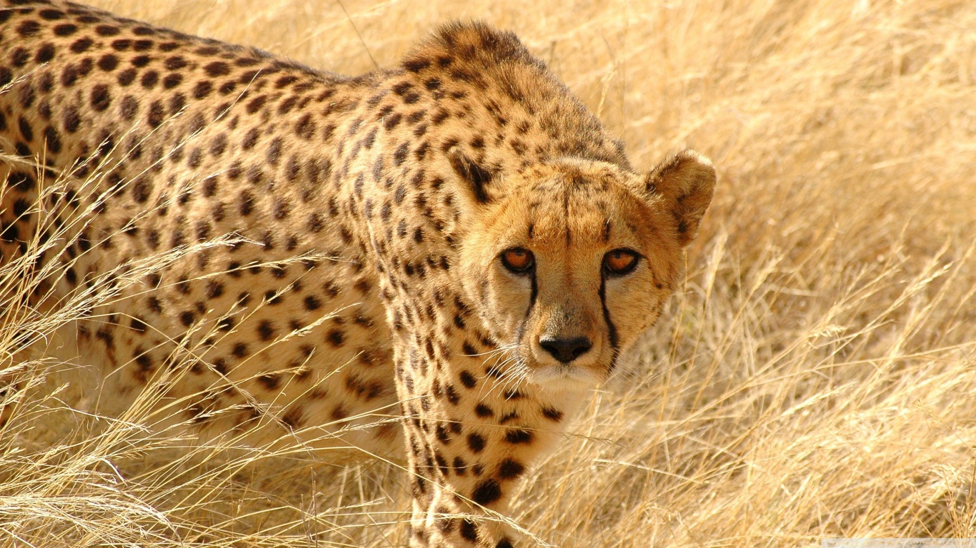 Download mobile wallpaper Cats, Cheetah, Animal for free.
