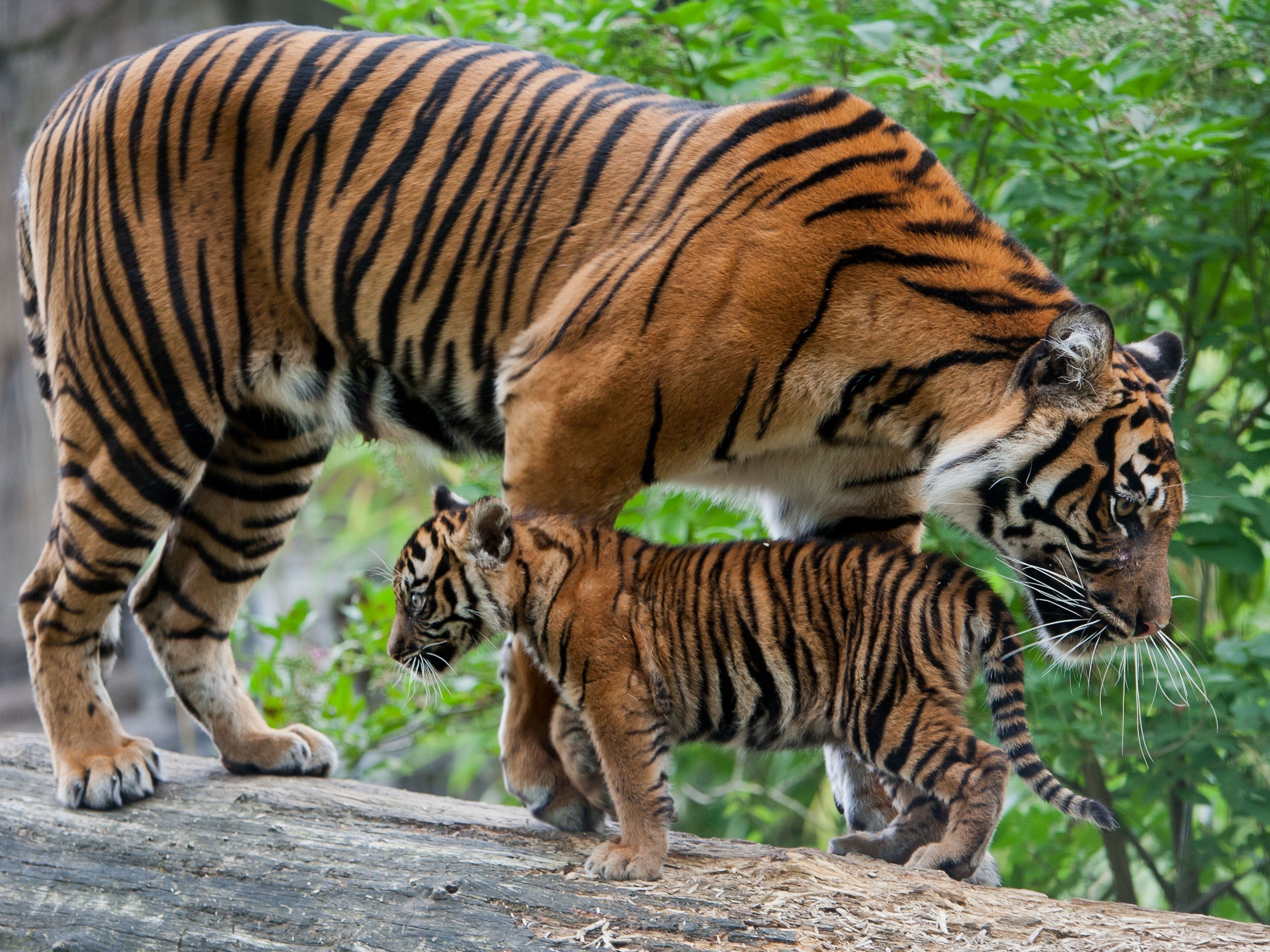 Handy-Wallpaper Tiere, Katzen, Tiger kostenlos herunterladen.