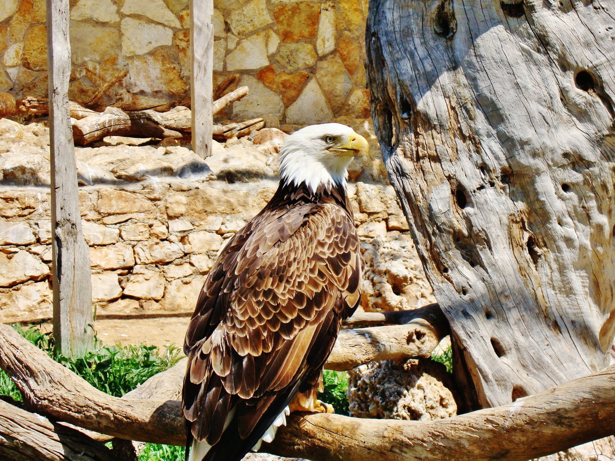 Free download wallpaper Eagle, Birds, Animal on your PC desktop