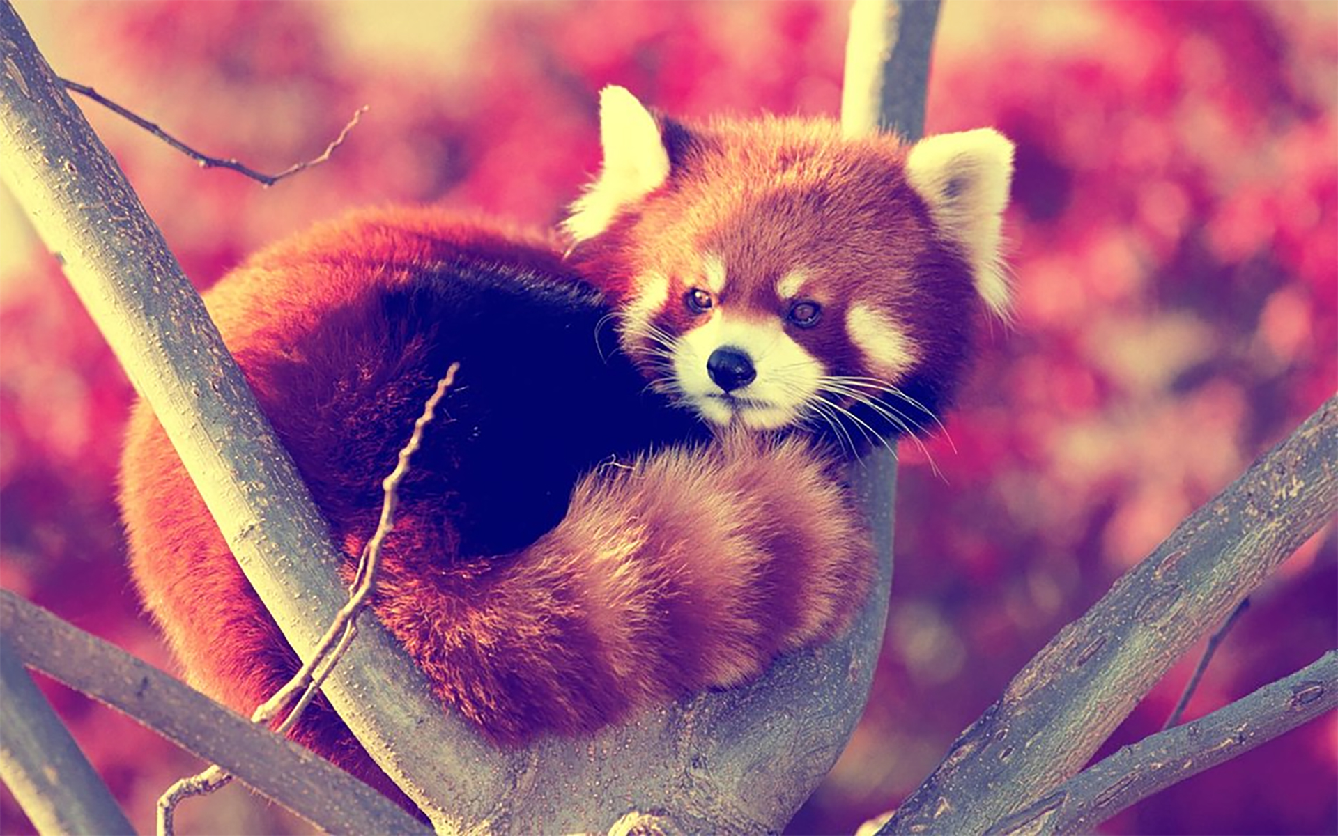 Download mobile wallpaper Animal, Red Panda for free.