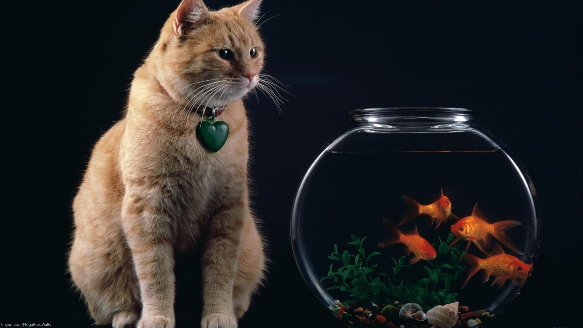 cats, animal, cat, fish, goldfish