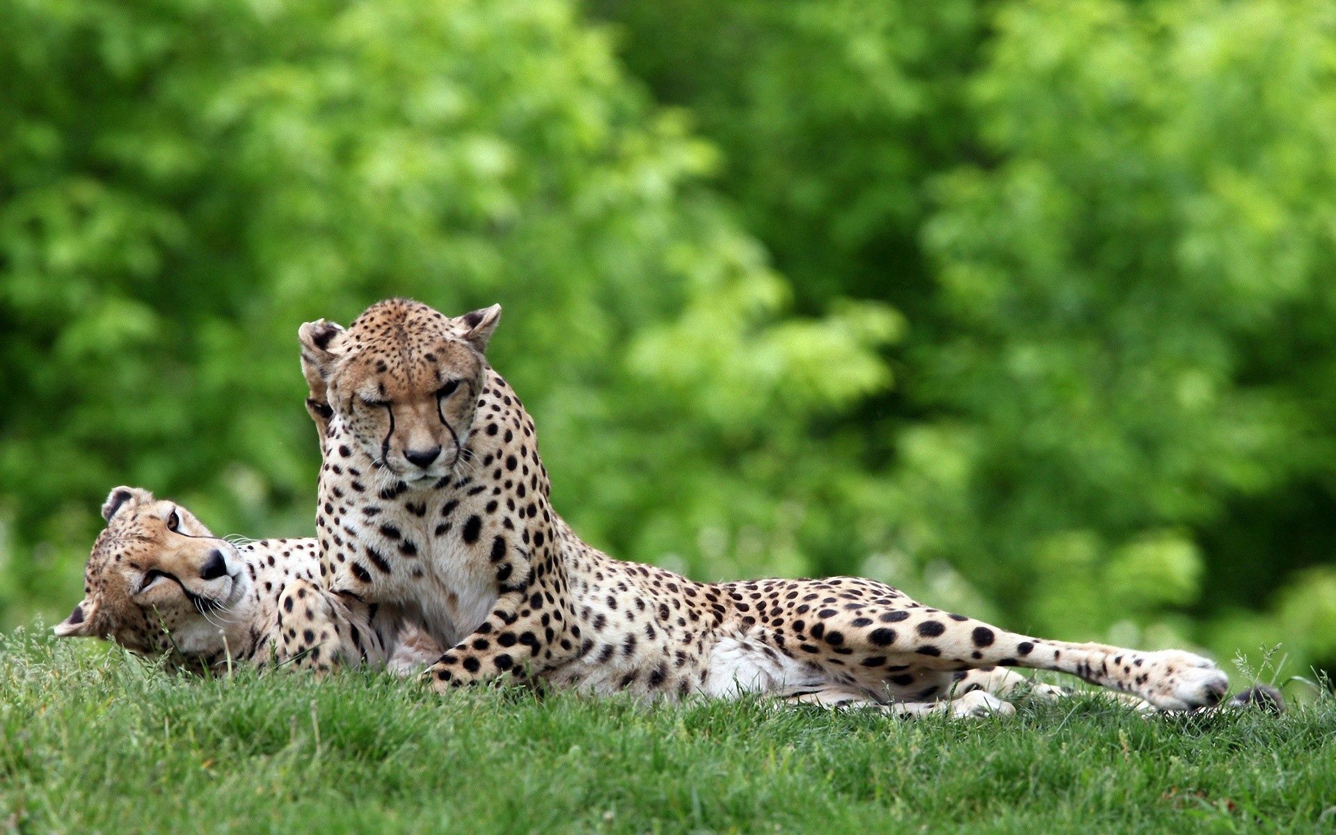 Download mobile wallpaper Lie, To Lie Down, Animals, Grass, Leopard, Pair, Couple for free.