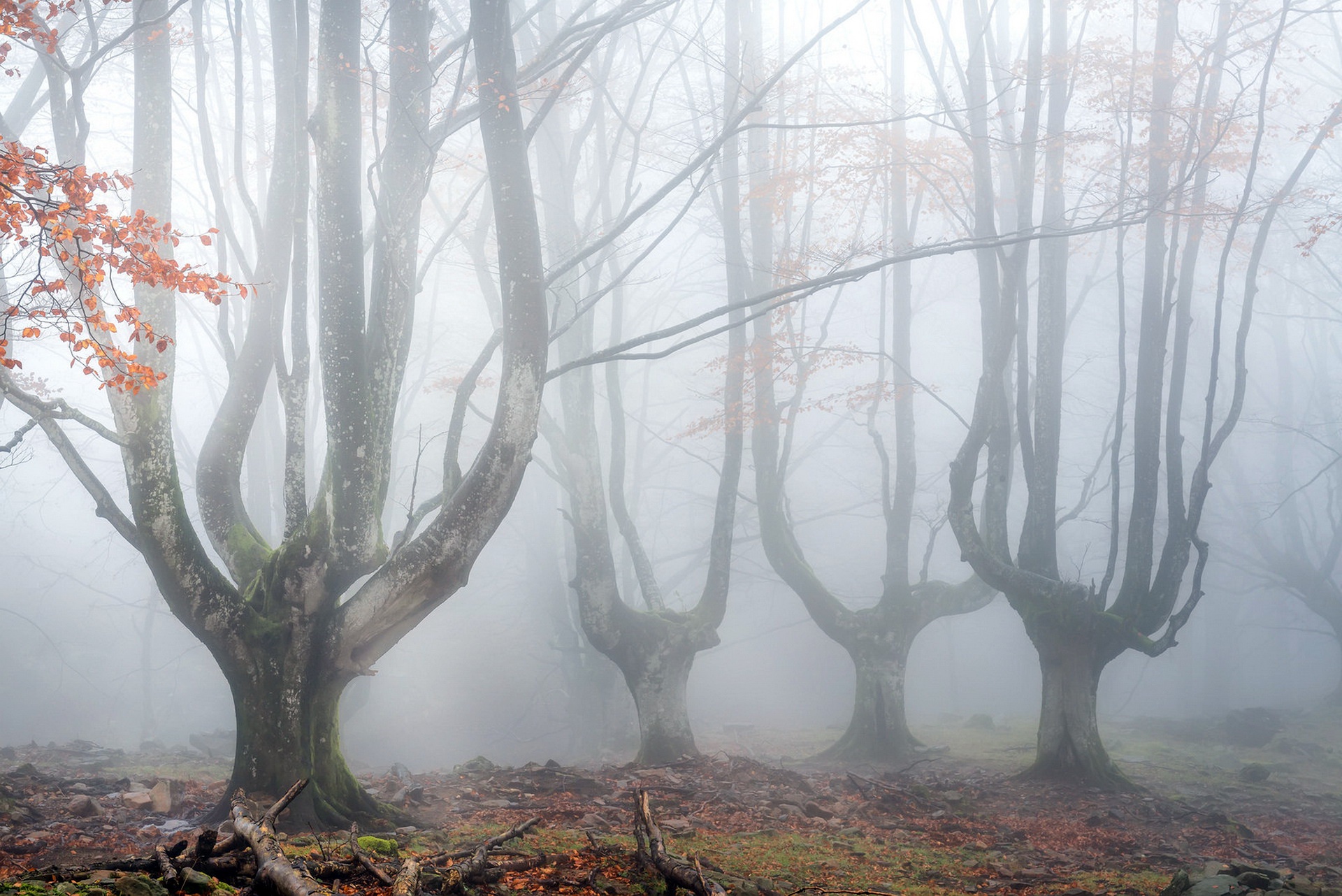 Download mobile wallpaper Nature, Forest, Tree, Fog, Earth for free.