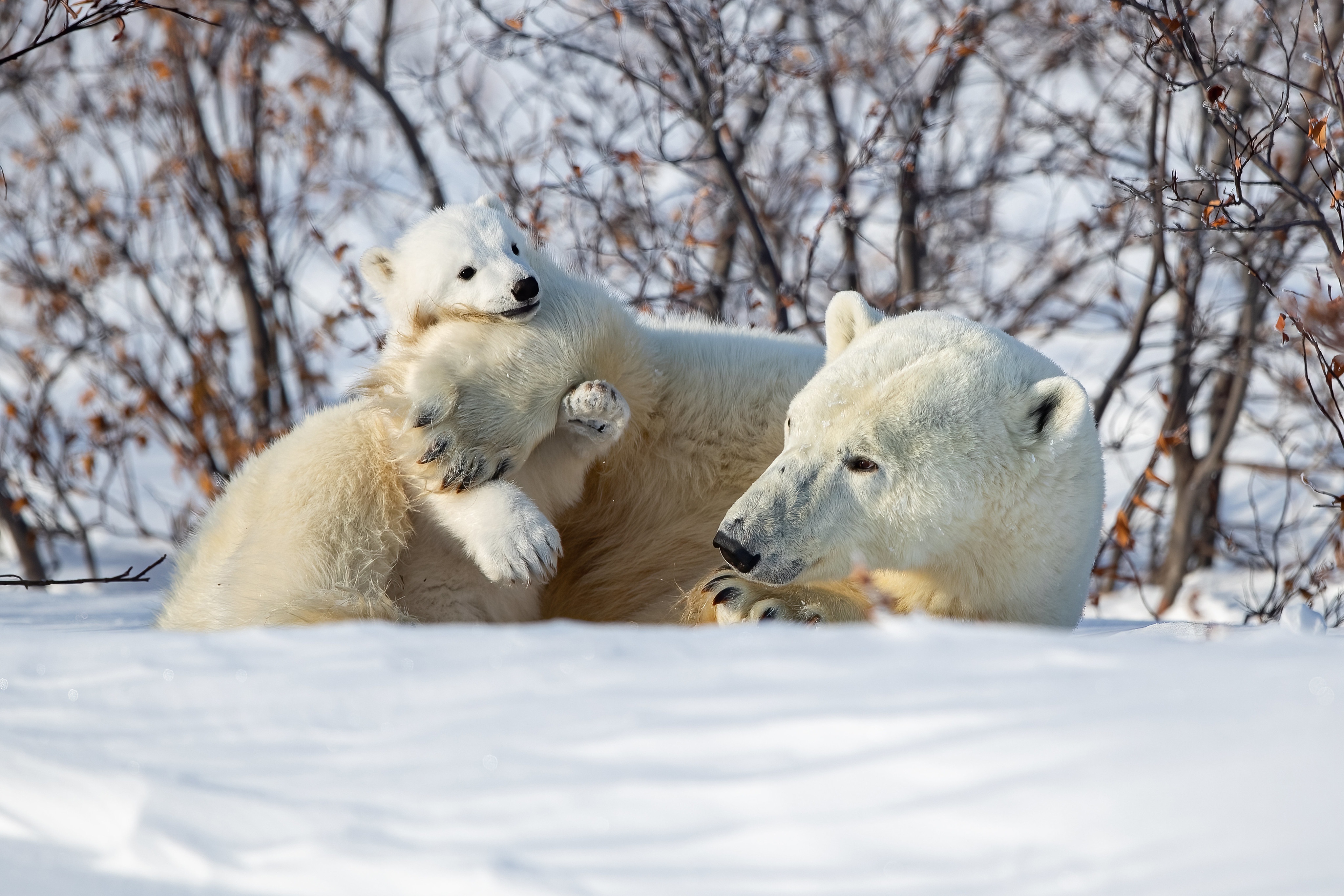 Download mobile wallpaper Winter, Snow, Bears, Bear, Animal, Polar Bear, Baby Animal, Cub for free.