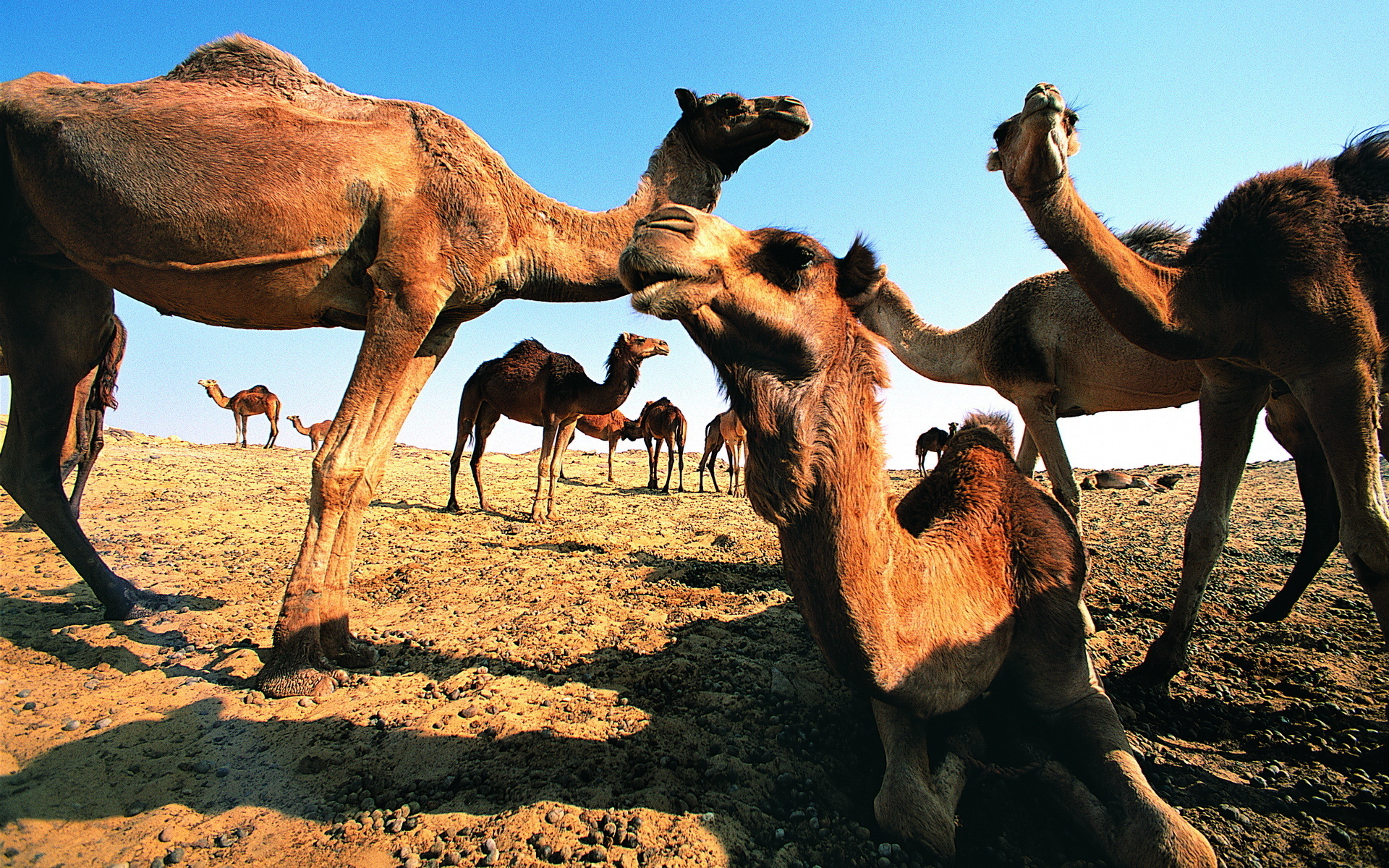 Laden Sie das Tiere, Kamel-Bild kostenlos auf Ihren PC-Desktop herunter