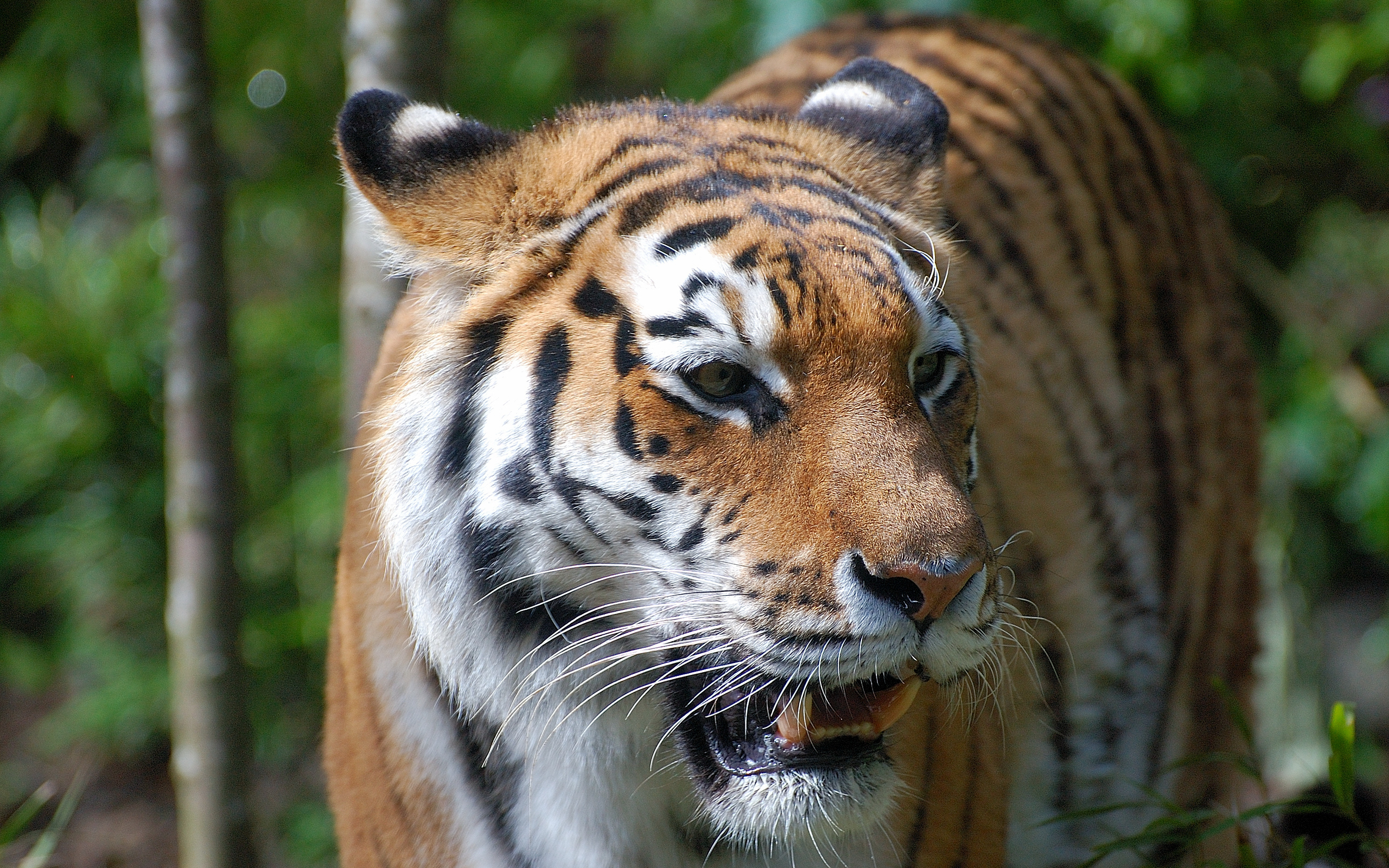 Baixe gratuitamente a imagem Animais, Gatos, Tigre na área de trabalho do seu PC