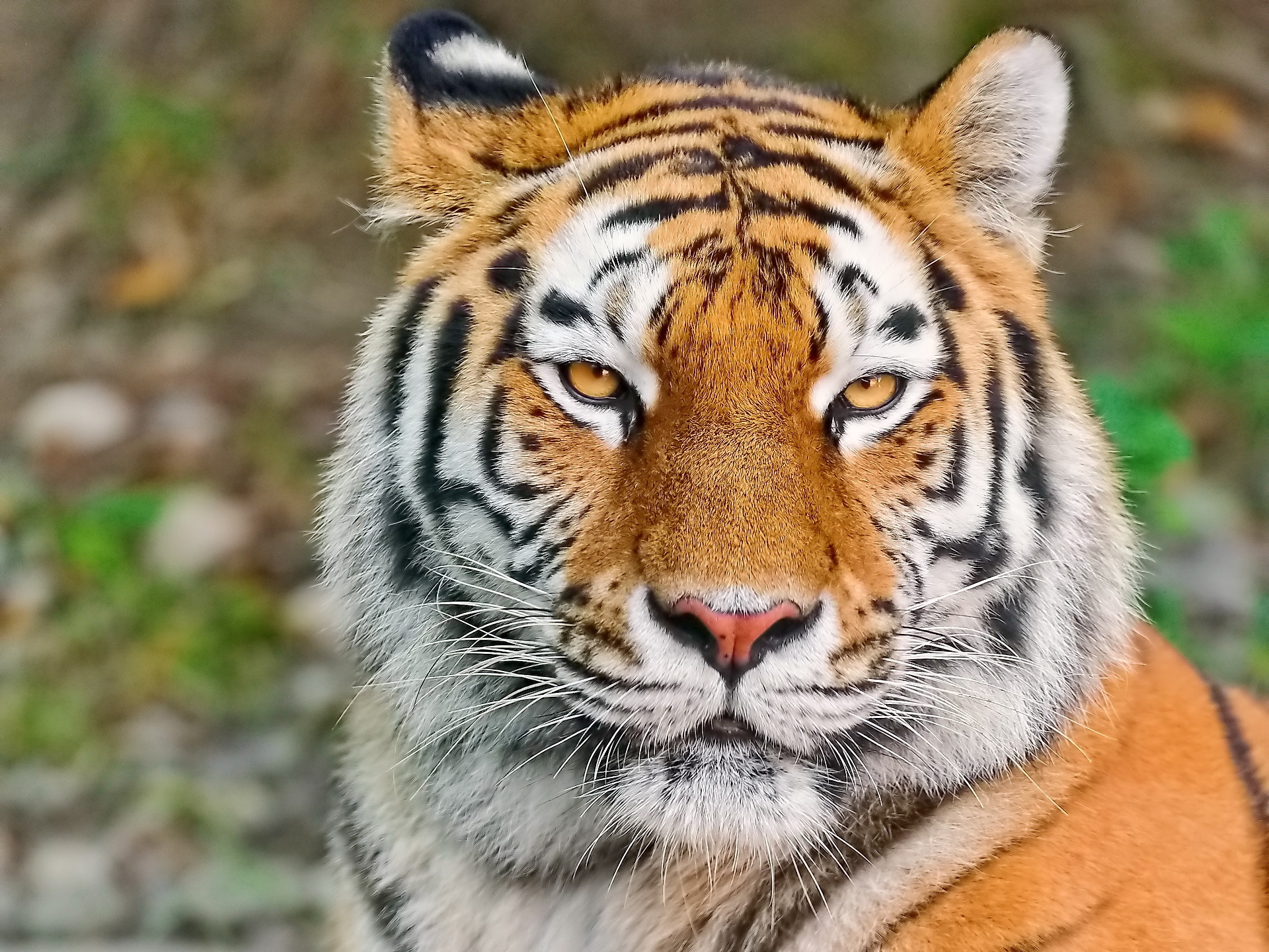114306 Bild herunterladen tiere, aggression, schnauze, raubtier, predator, sicht, meinung, tiger - Hintergrundbilder und Bildschirmschoner kostenlos
