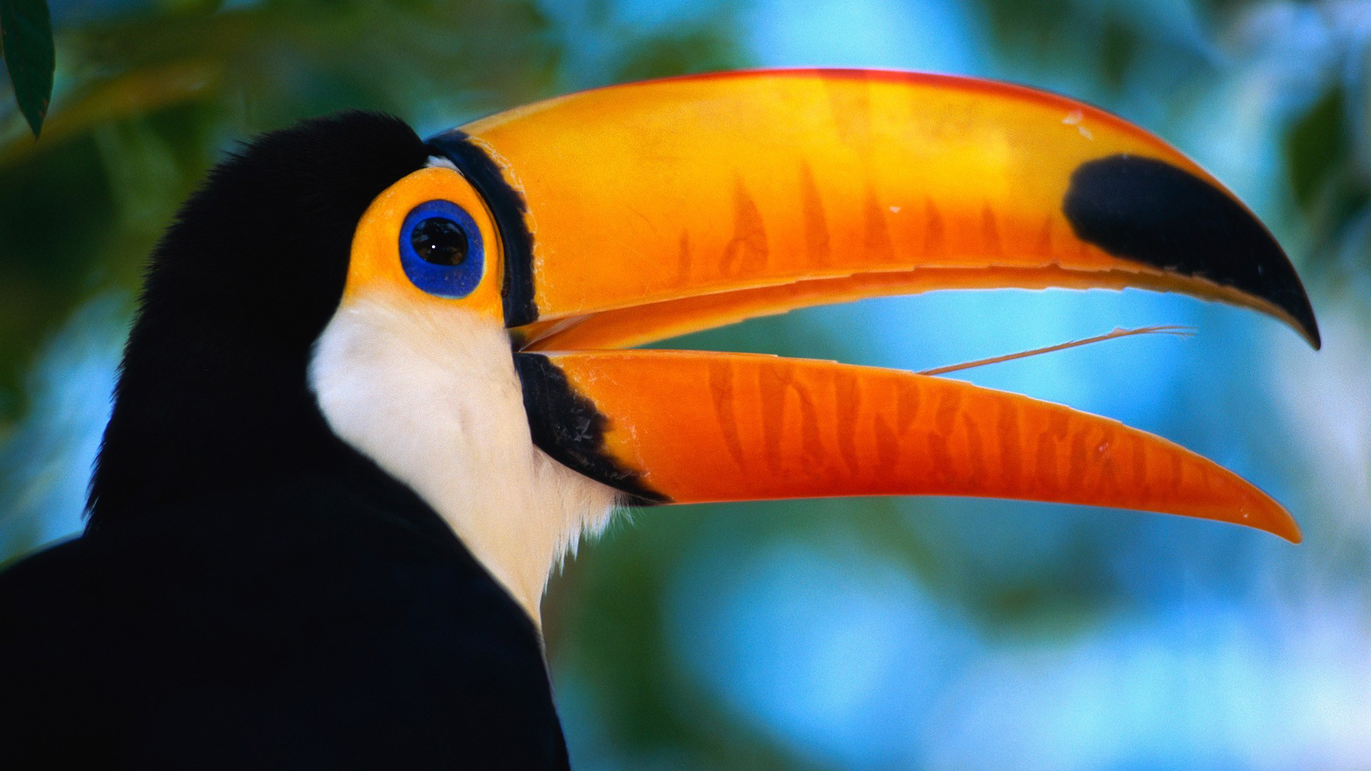 243022 télécharger l'image animaux, toco toucan, des oiseaux - fonds d'écran et économiseurs d'écran gratuits