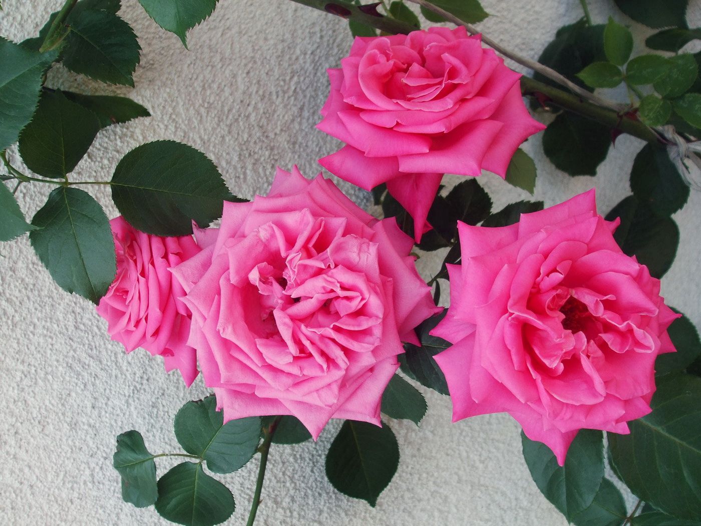 144020 baixar papel de parede flores, rosas, arbusto, muro, parede, gentil, delicado - protetores de tela e imagens gratuitamente